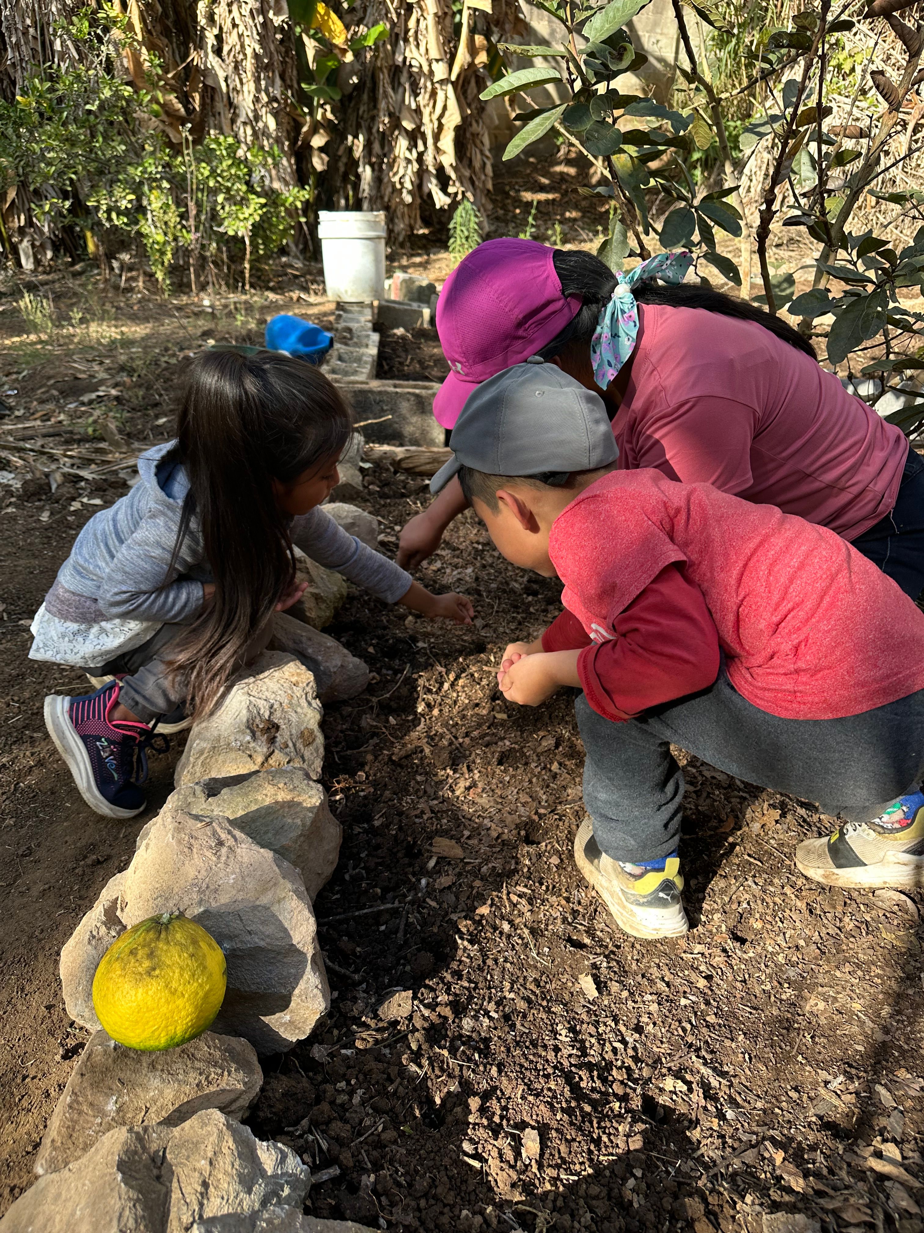 Children tending a classroom garden