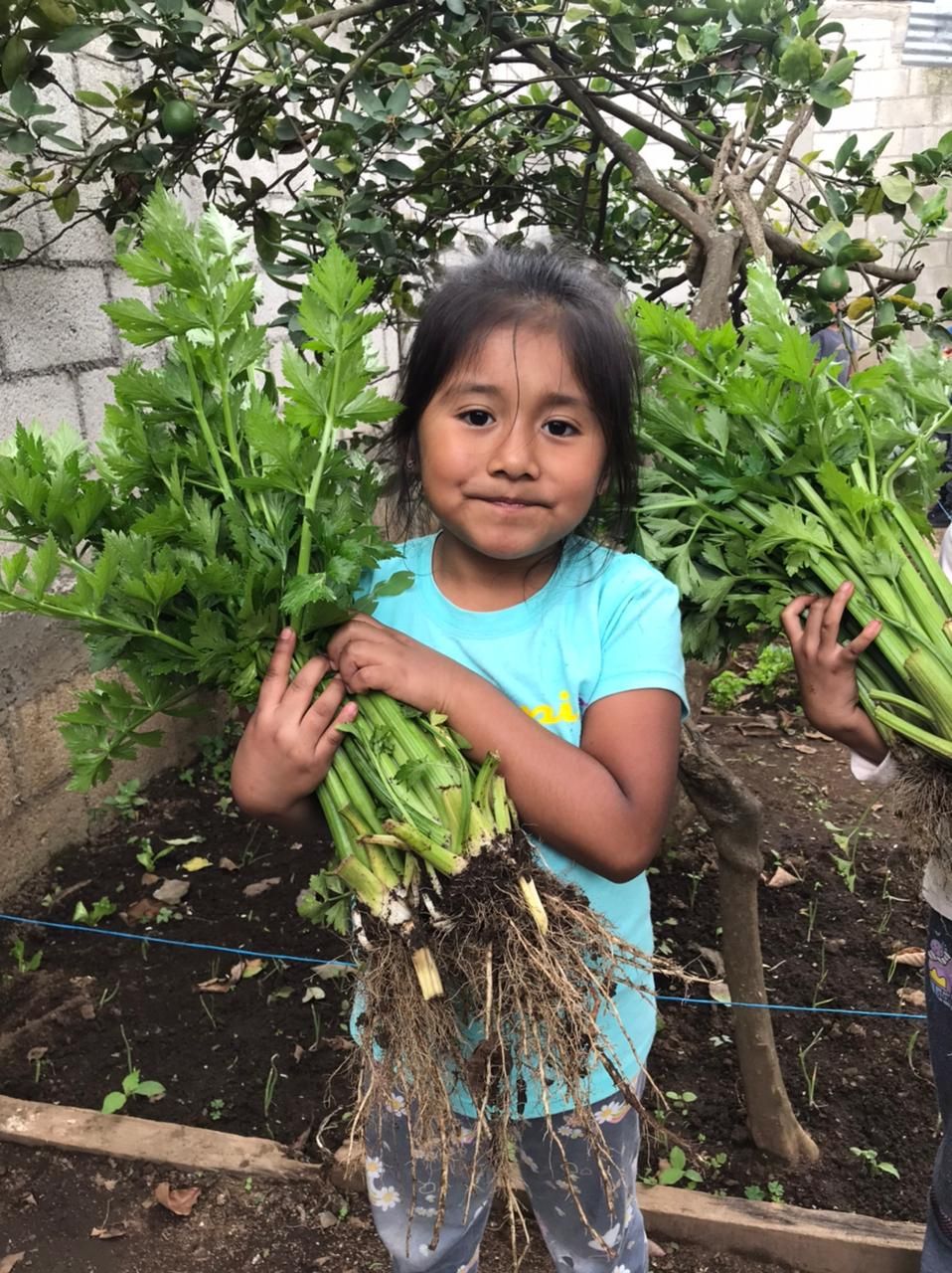 Children tending a classroom garden
