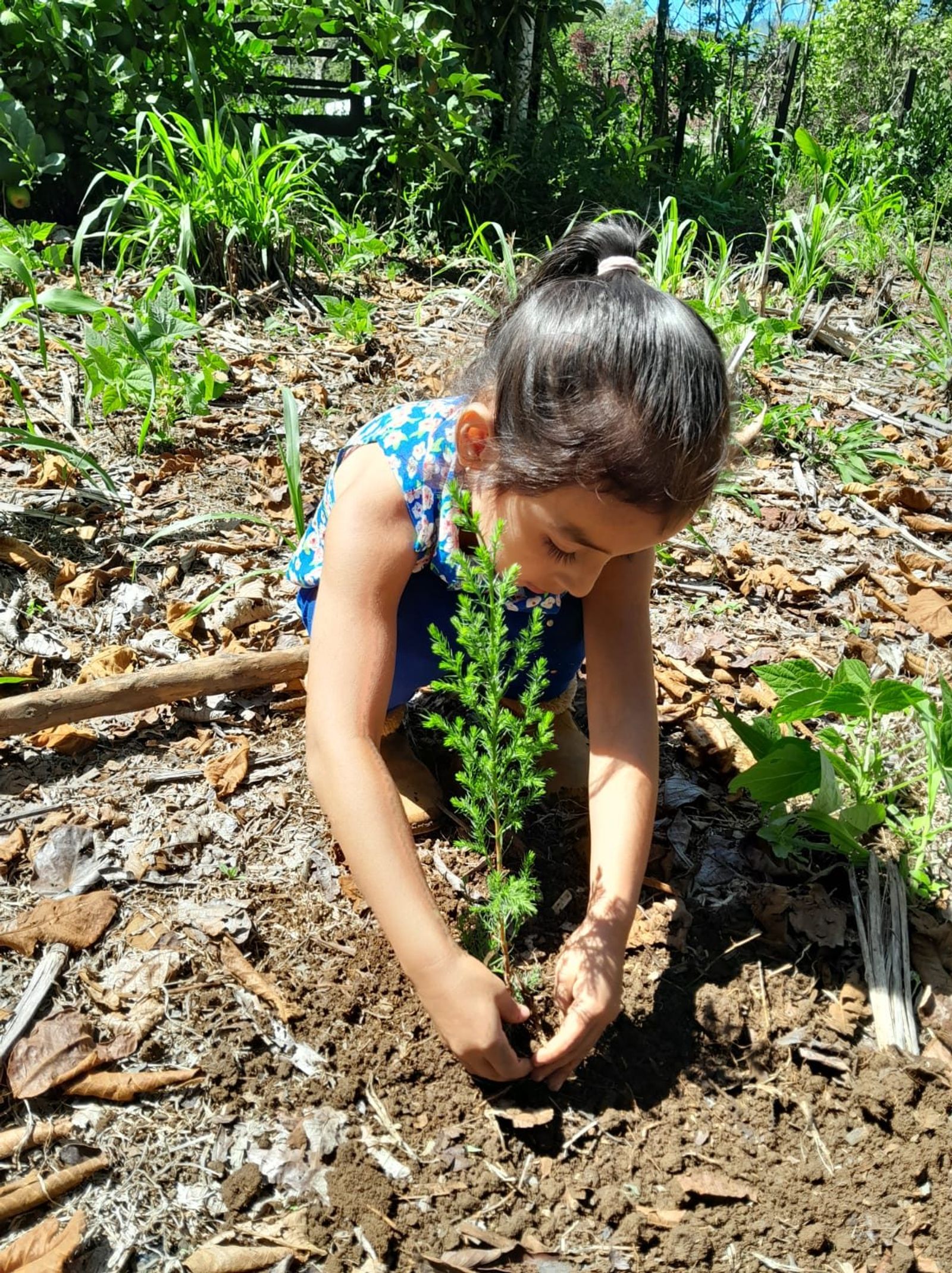 Children tending a classroom garden