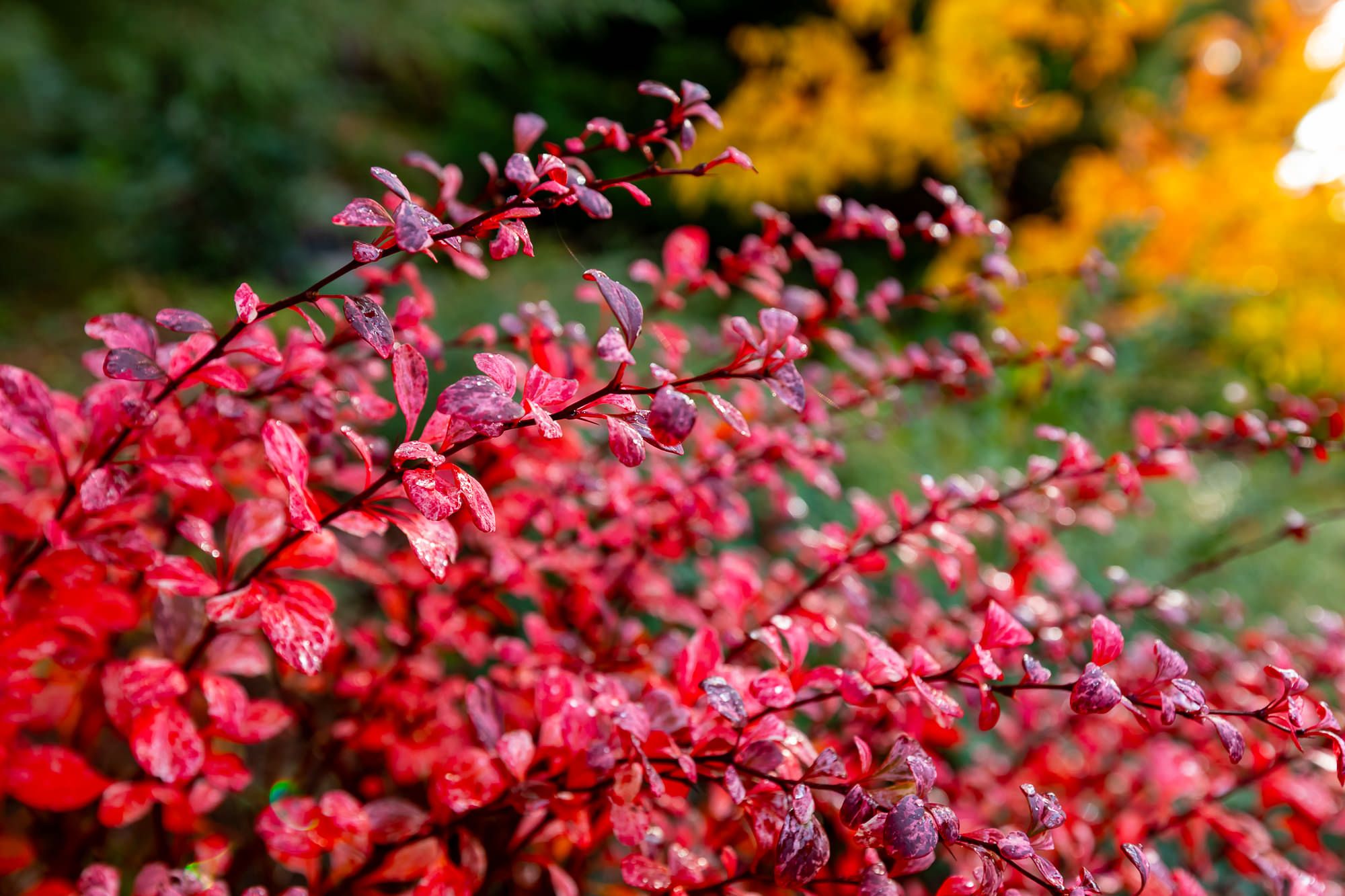 Open Garden Day