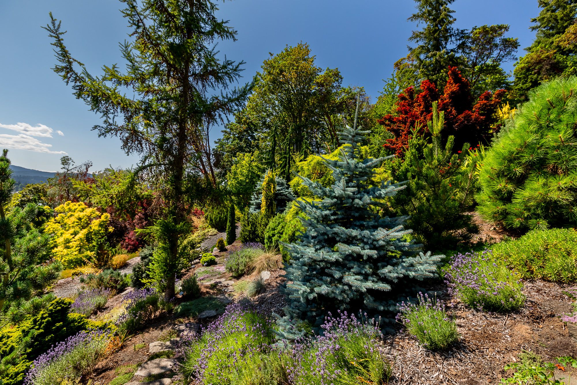 Conifers in Summer