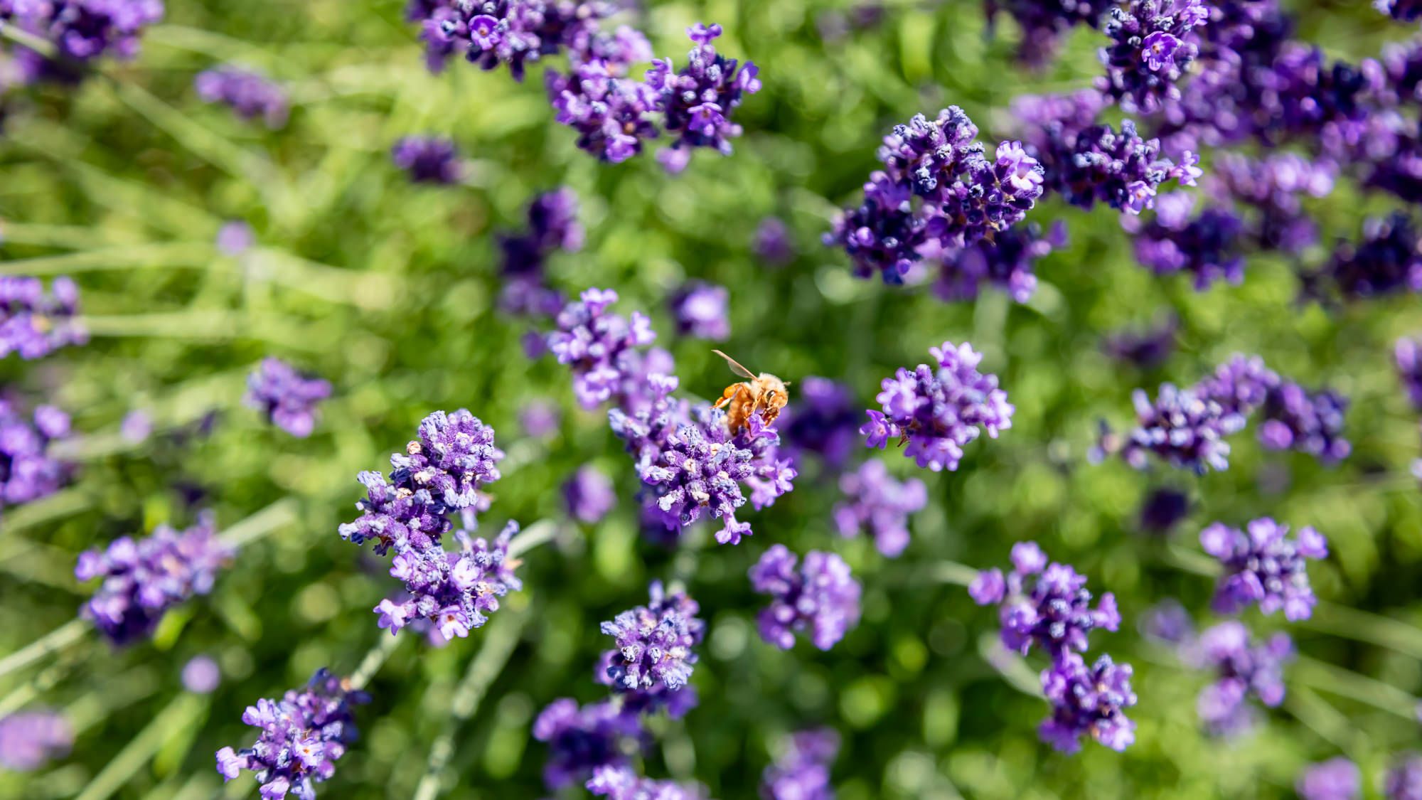 Perfect Picks for Pollinators