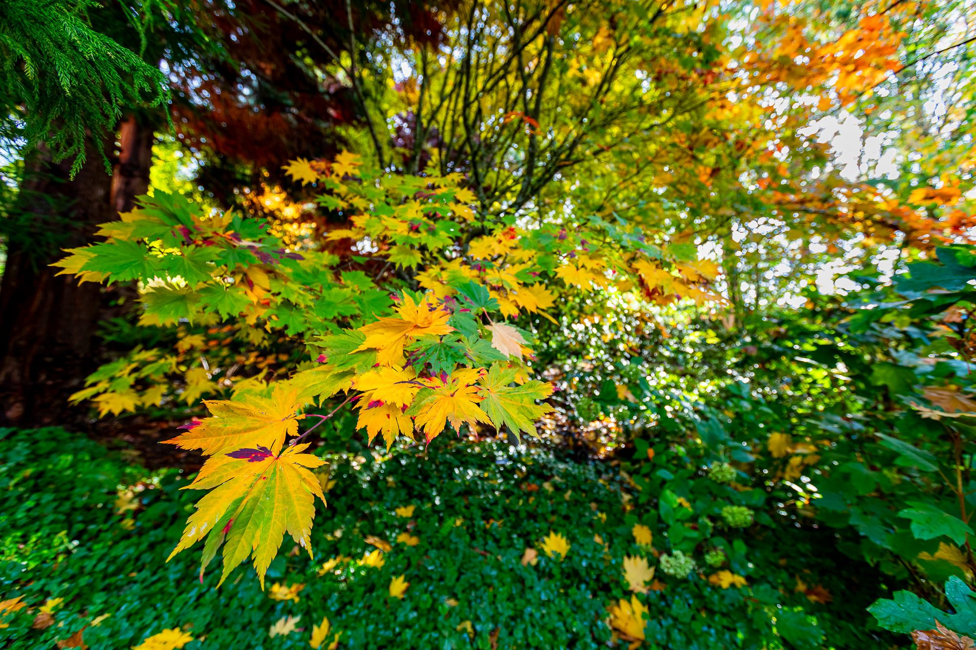 Maples and Flowering Trees