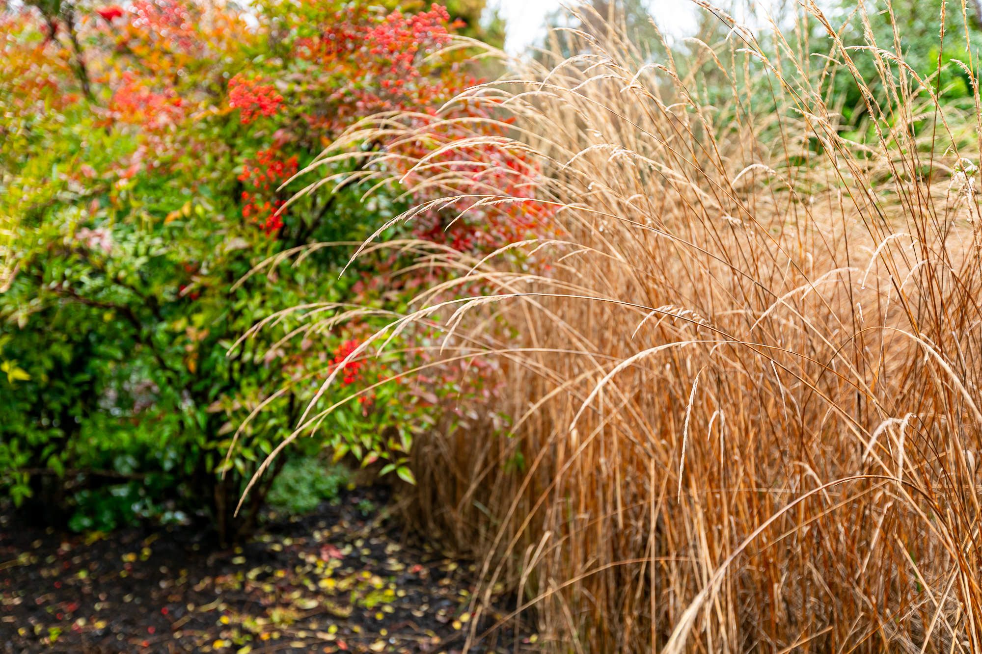 Open Garden Day