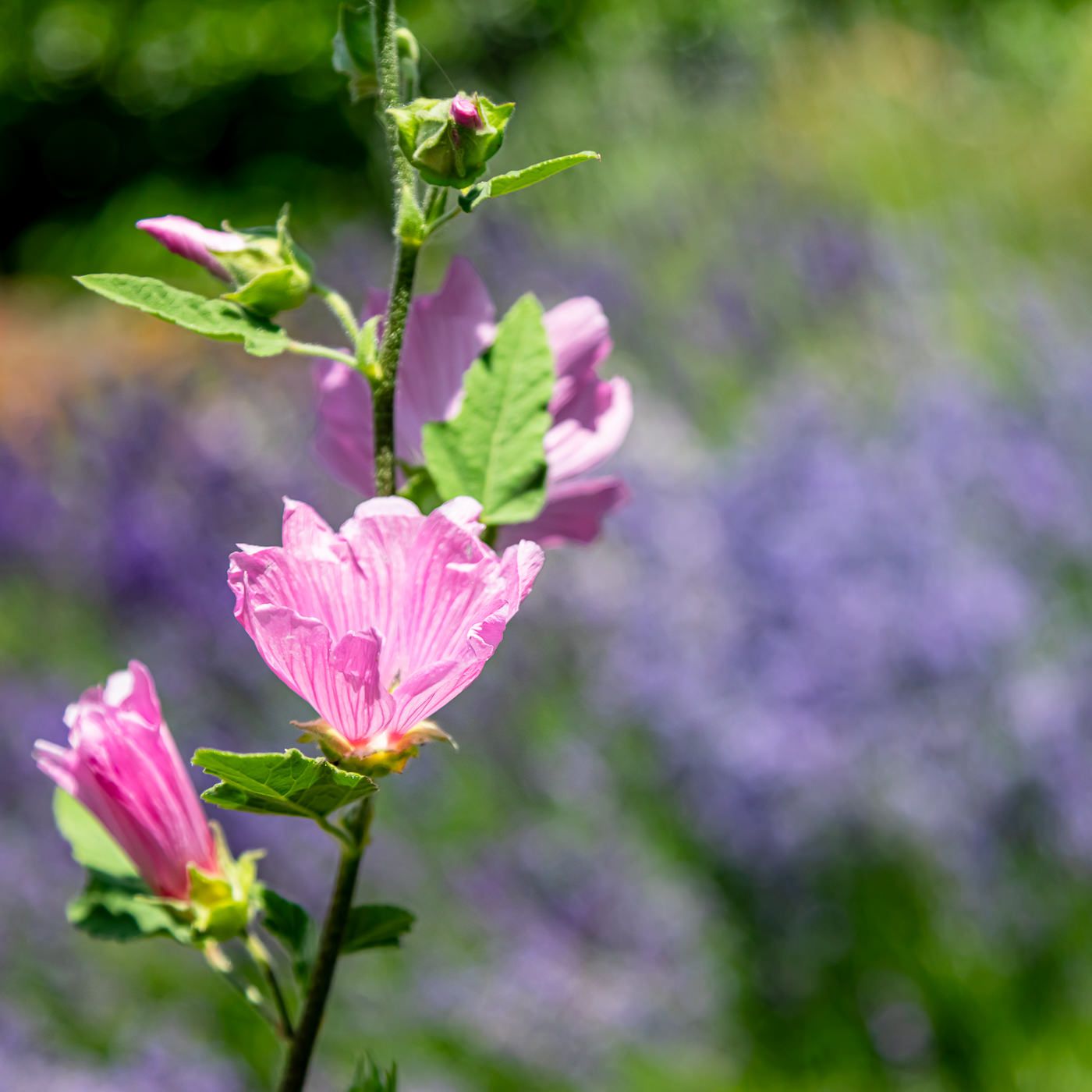 Vista Gardens