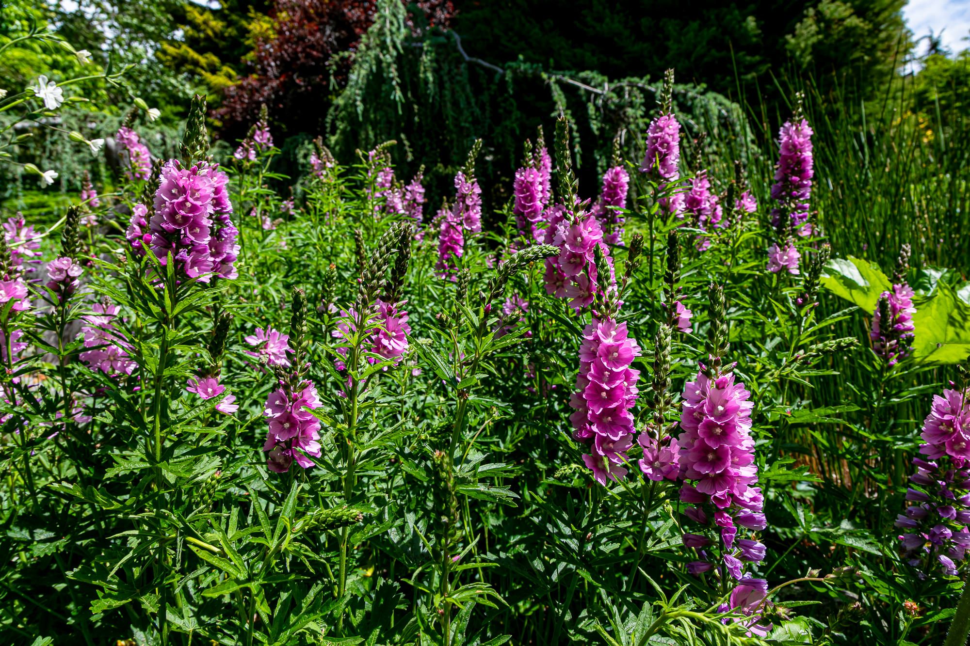 Open Garden Day