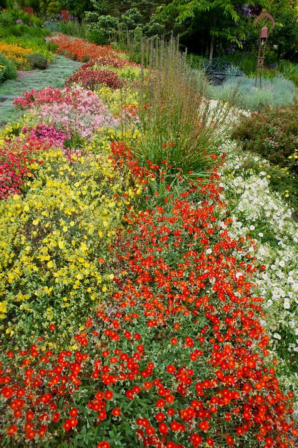 Spring Flowers