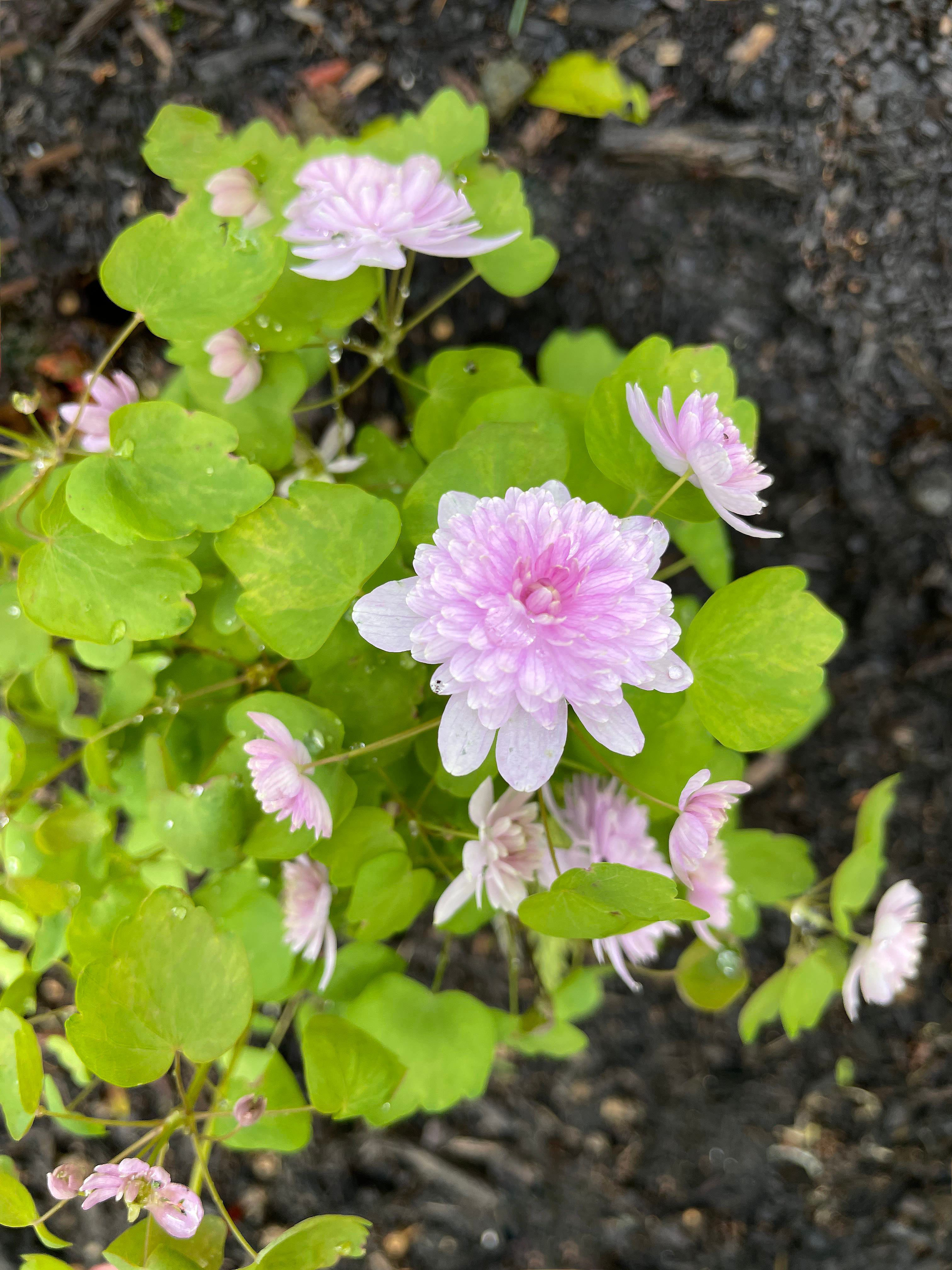 Early Risers: Welcoming the First Blooms of Spring