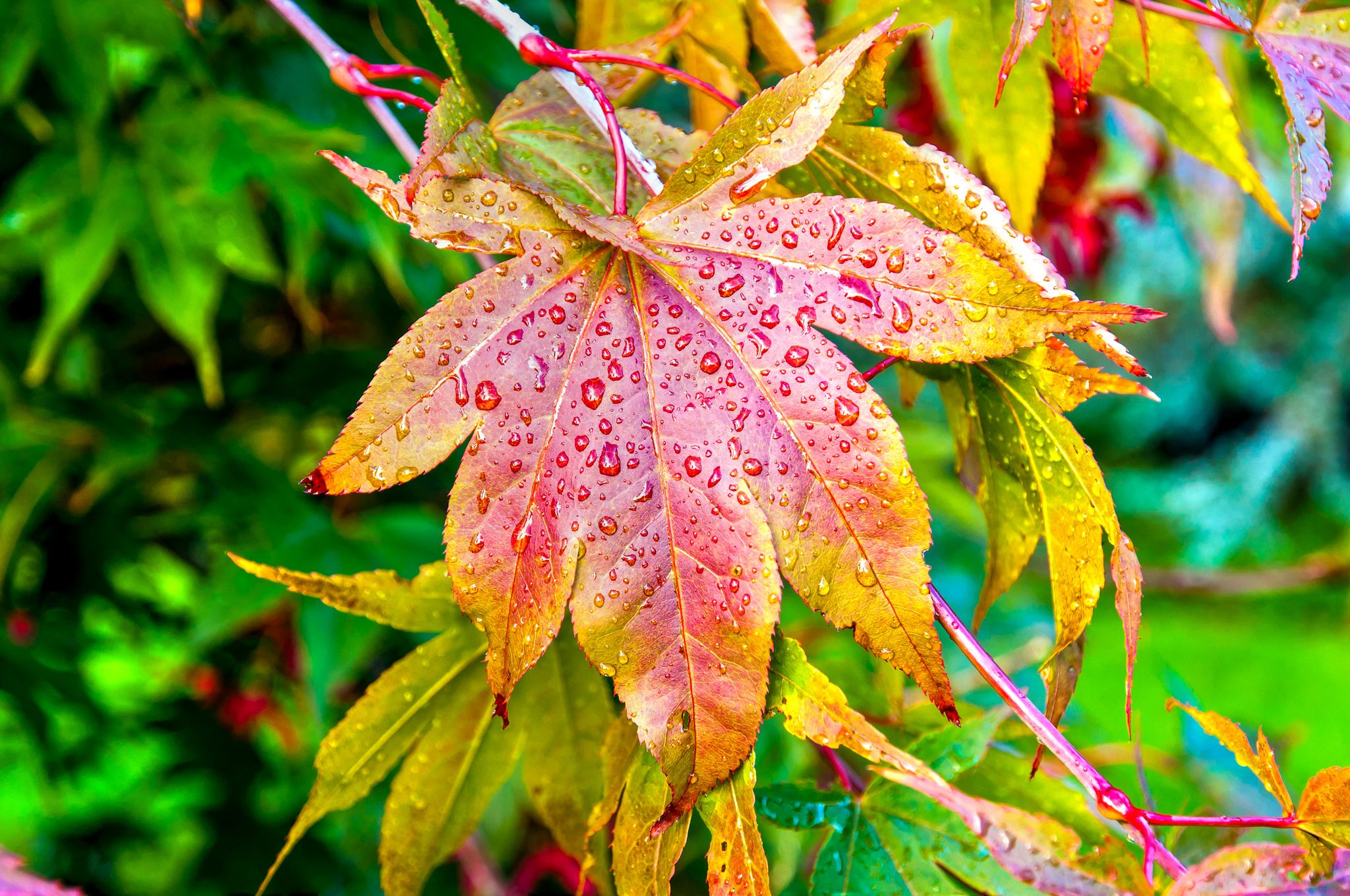 Autumn Leaves