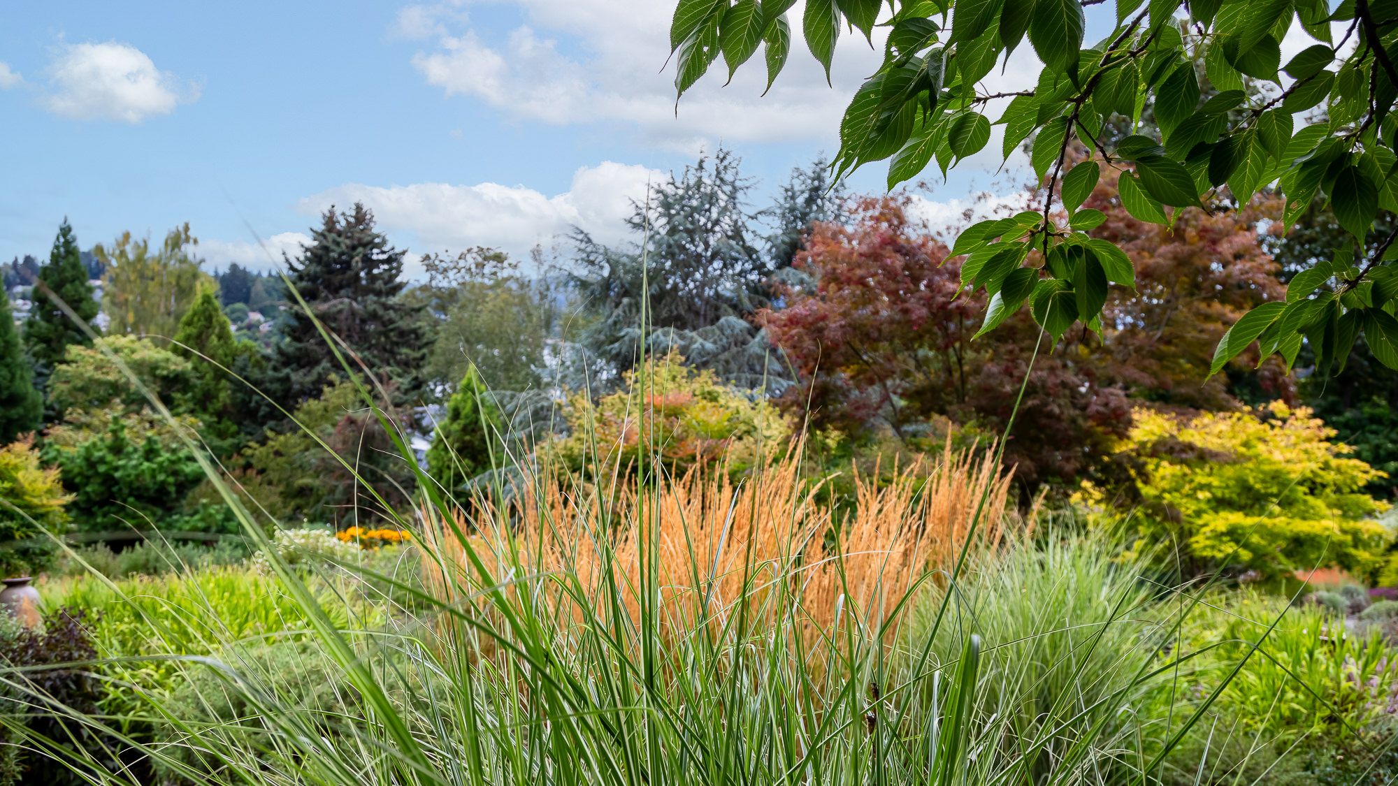 Drought Tolerant Beauty