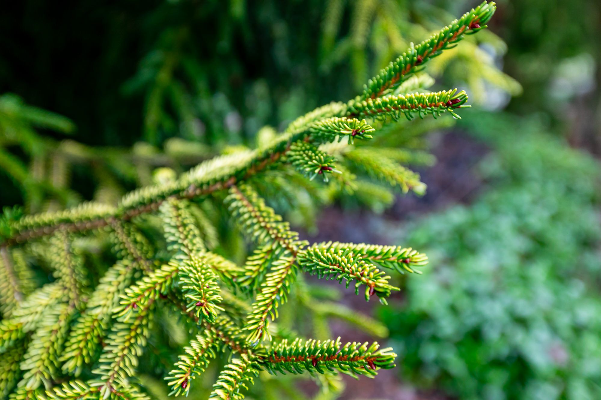 Open Garden Day