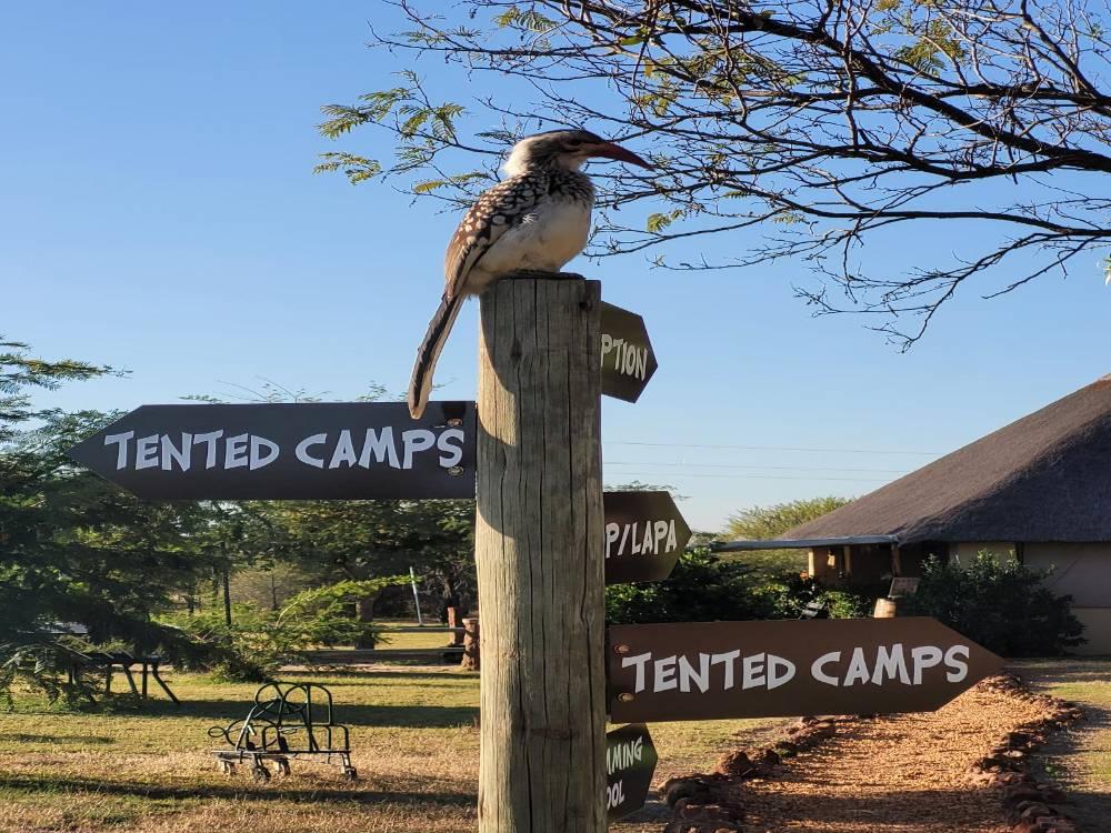 A red-billed hornbill sits on a signpost pointing to the tented camps at Thorn Tree Bush Camp in Dinokeng Game Reserve