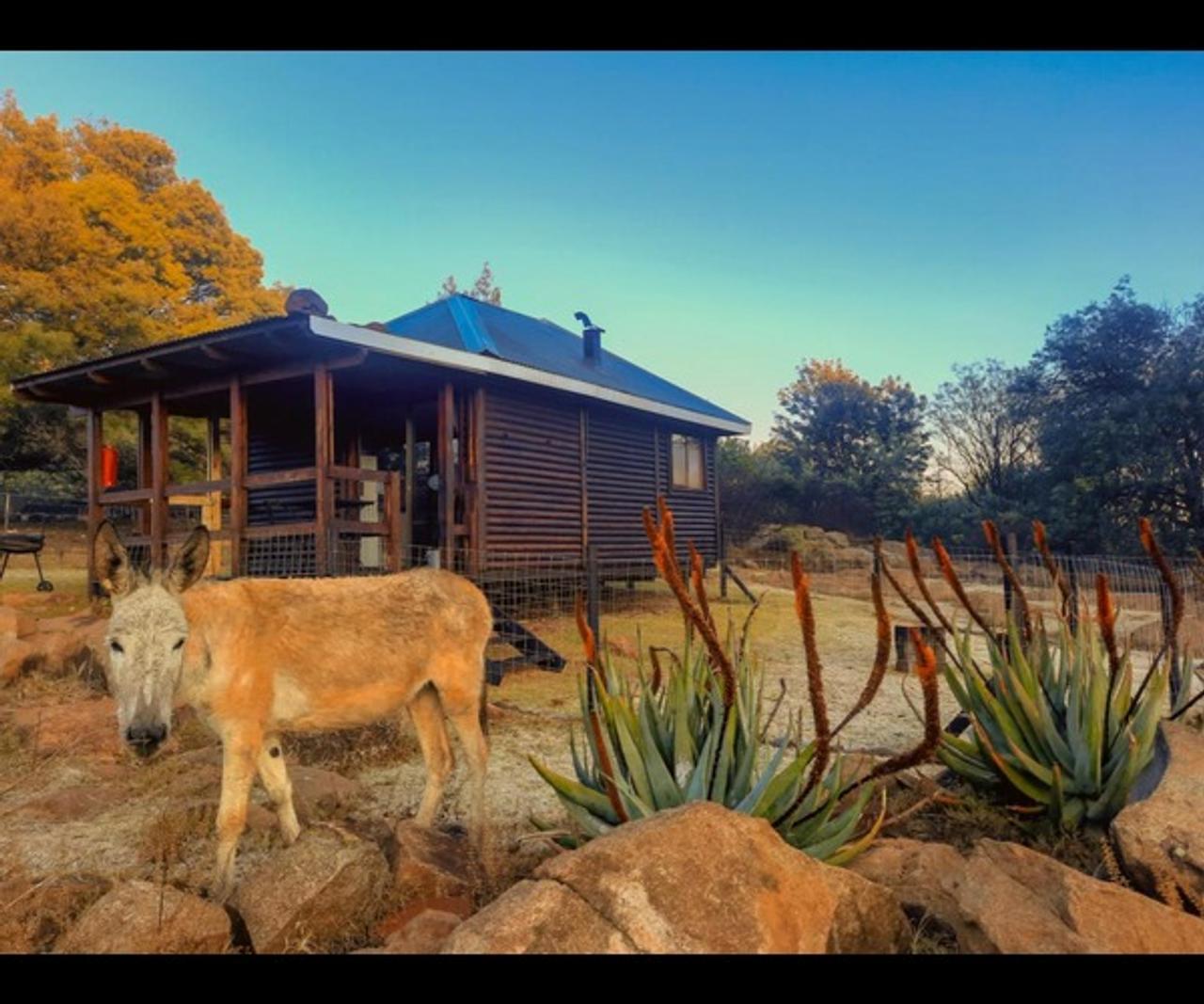 A donkey stands among aloes and rocks in front of a wooden cabin at Riverman Cabin Country Lodge in the Tonteldoos Valley