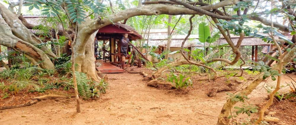 Thatched lodge buildings at Chinderera Eco Lodge, set among twisting sand forest trees near Kosi Bay