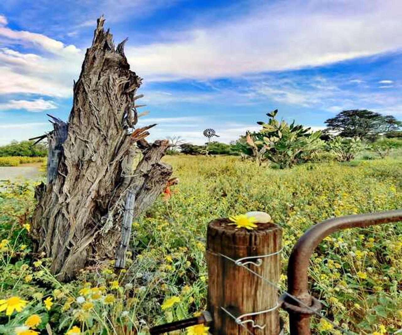 A weathered tree stump and old fence post among yellow wildflowers at Thota Lodge, with a windmill in the distance