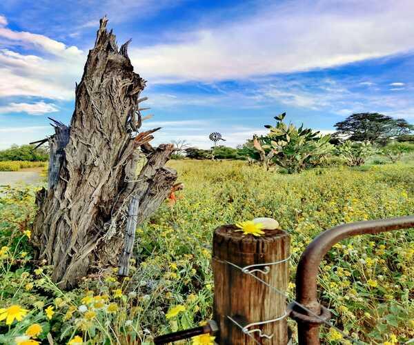 A weathered tree stump and old fence post among yellow wildflowers at Thota Lodge, with a windmill in the distance