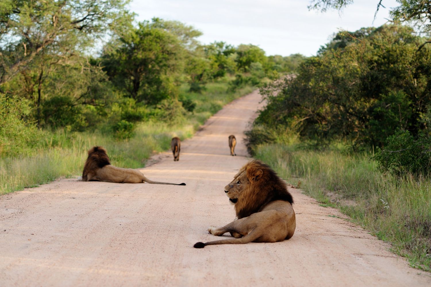 Safari and game lodges in South Africa