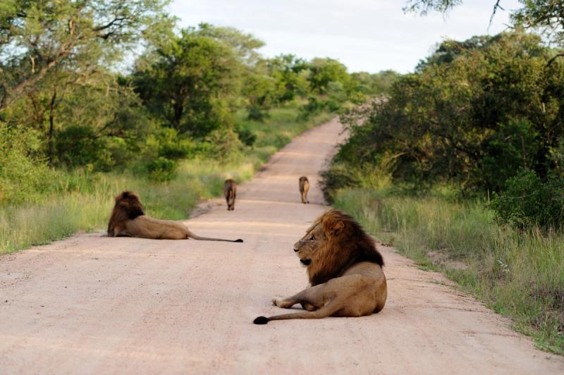 Safari and game lodges in South Africa