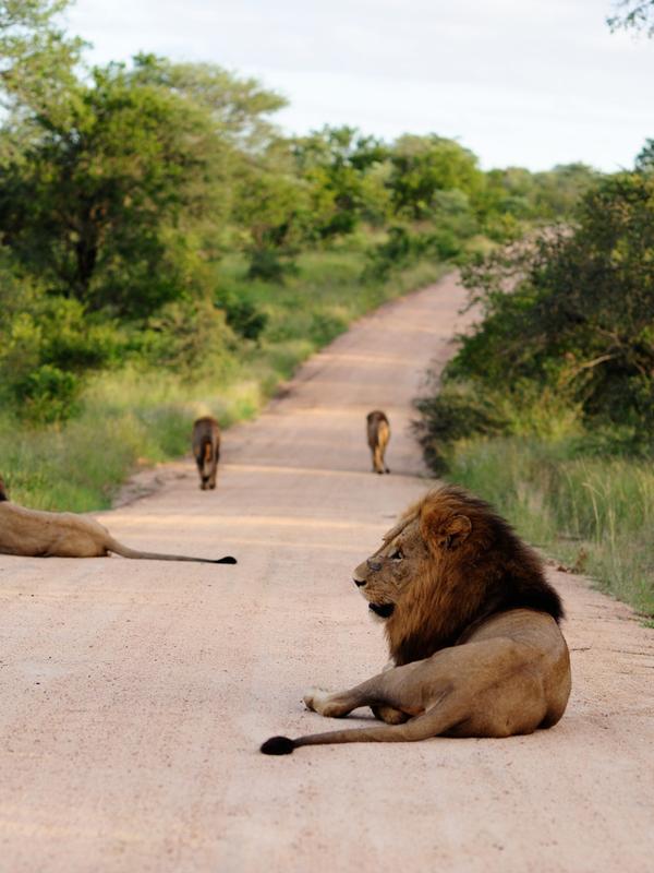 Safari and game lodges in South Africa