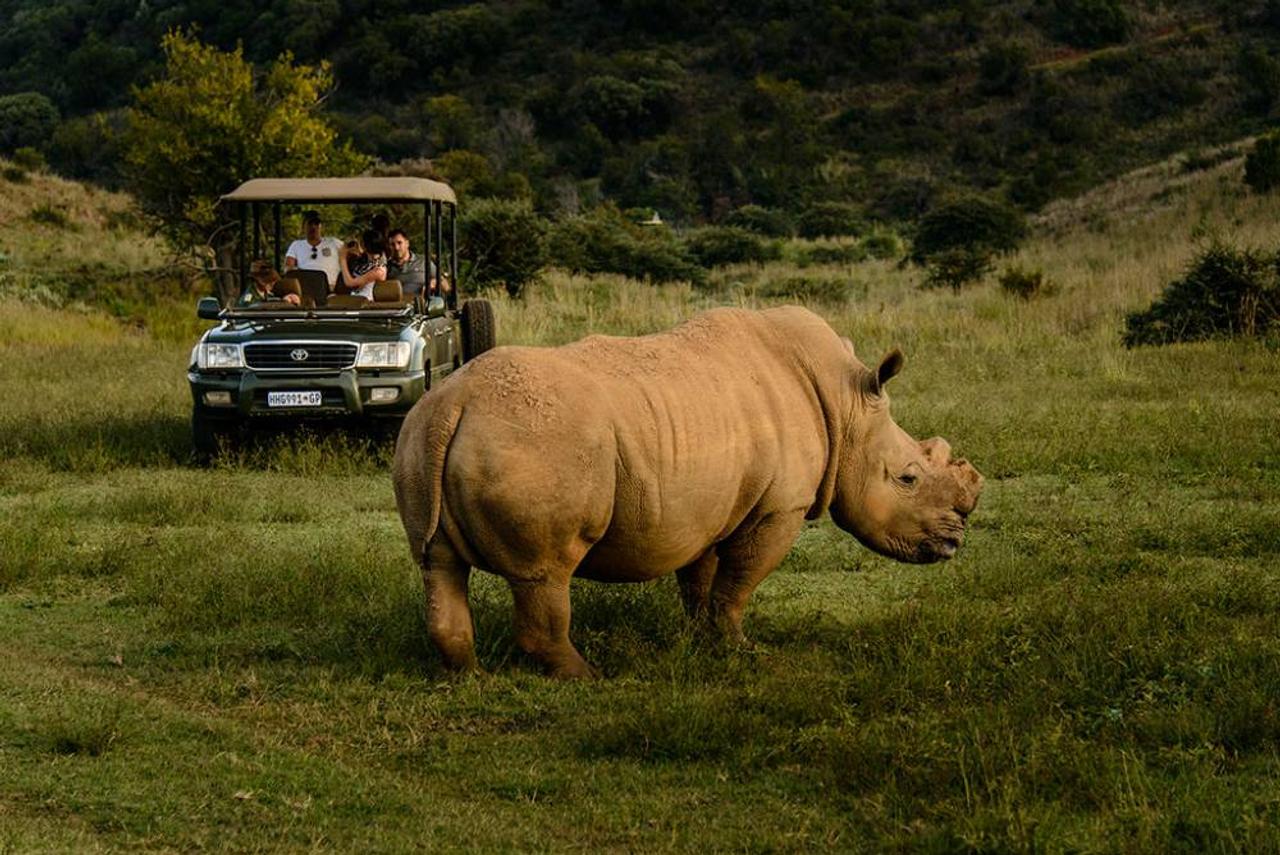 A white rhino grazes in front of an open safari vehicle with guests on board