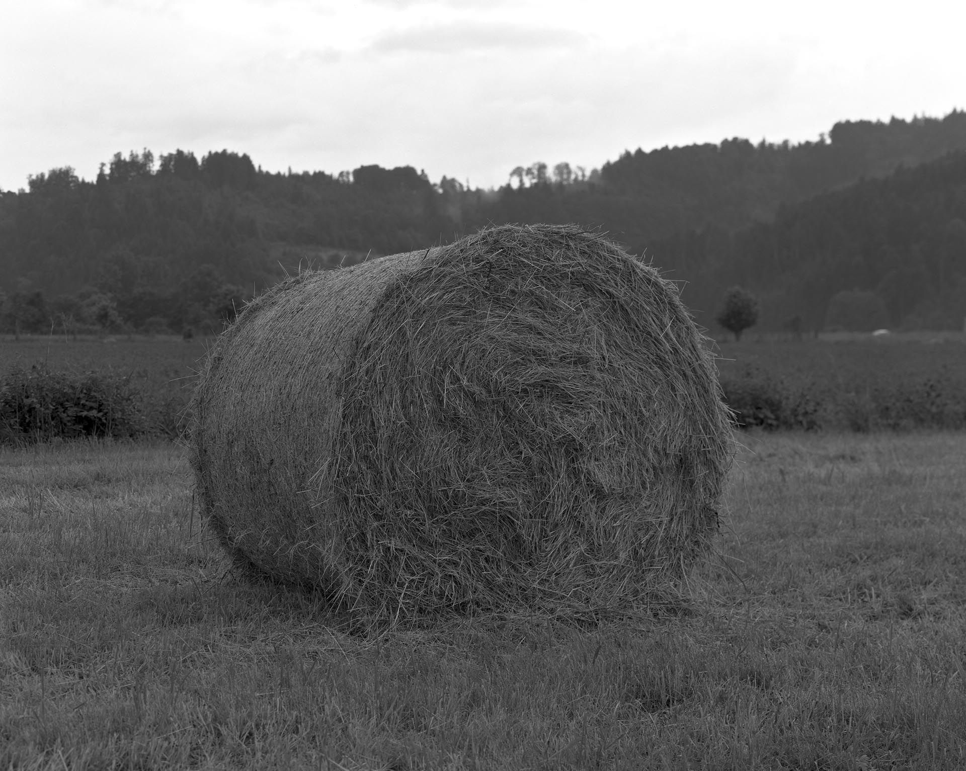 A photograph by Christopher Williams, titled Naturpark Schwarzwald Mitte/Nord neben Bergach¬† June 8th, 2010, dated 2010. 