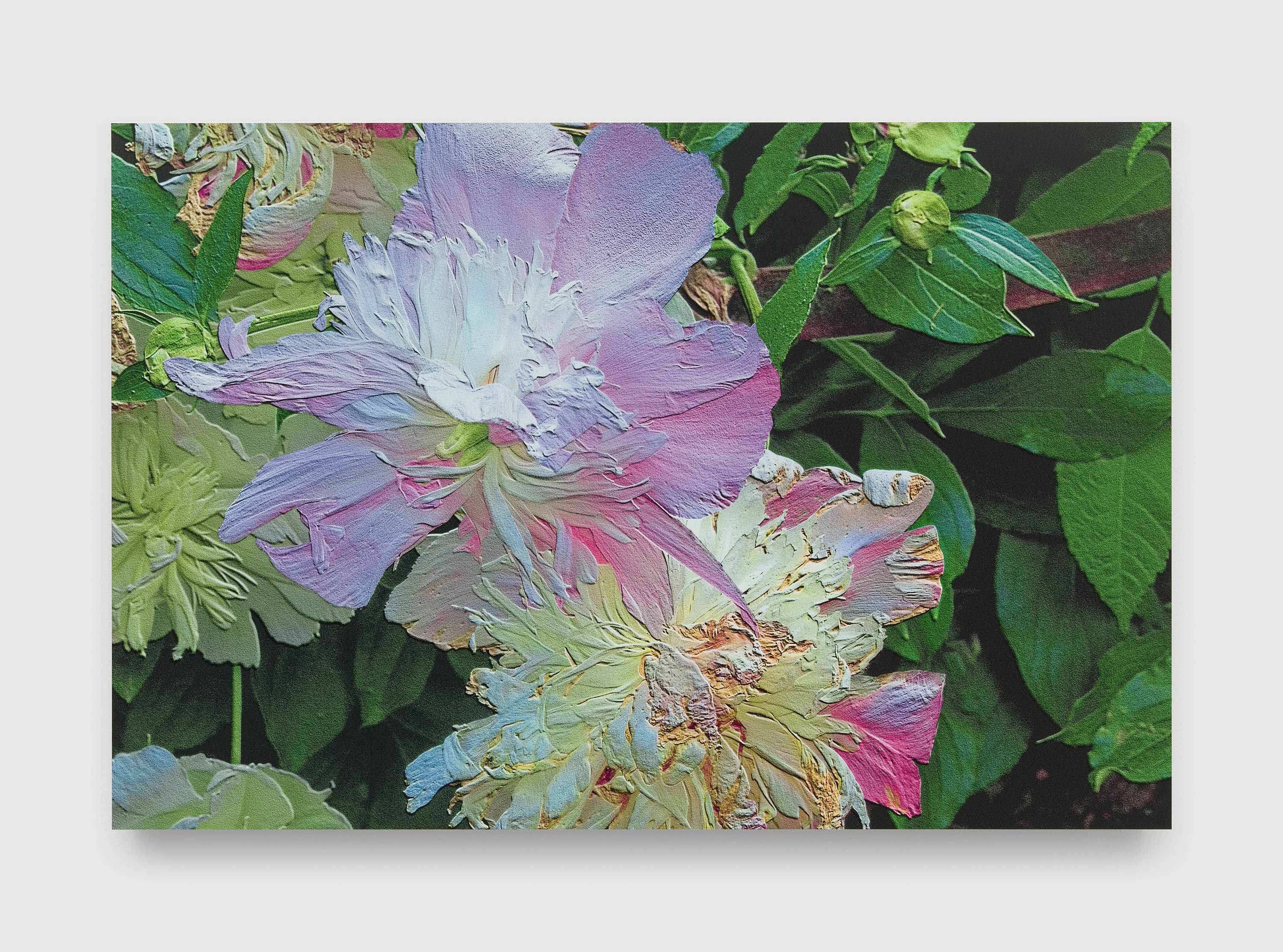 A photograph by James Welling, titled Paeonia, dated in 2021 and 2022.