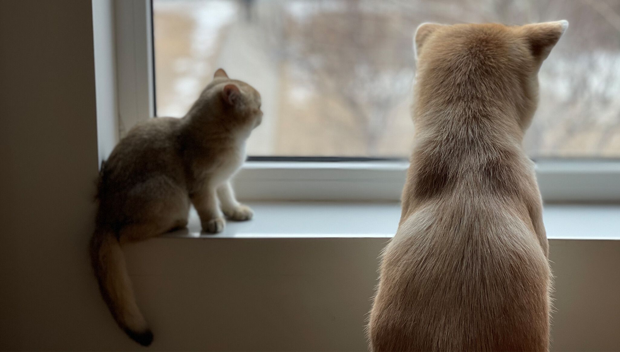 A Photo by the artist of Nao Nao and Phoebe, Liu Ye’s pets.