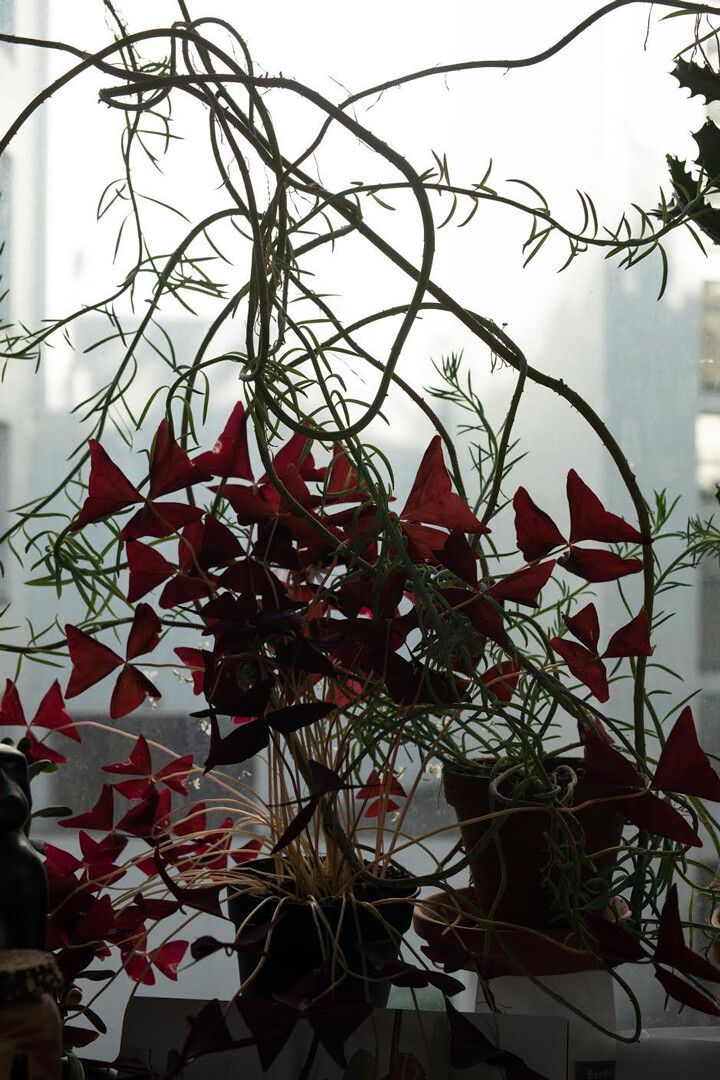 A photograph by Wolfgang Tillmans, titled Escape into Space, dated 2020.