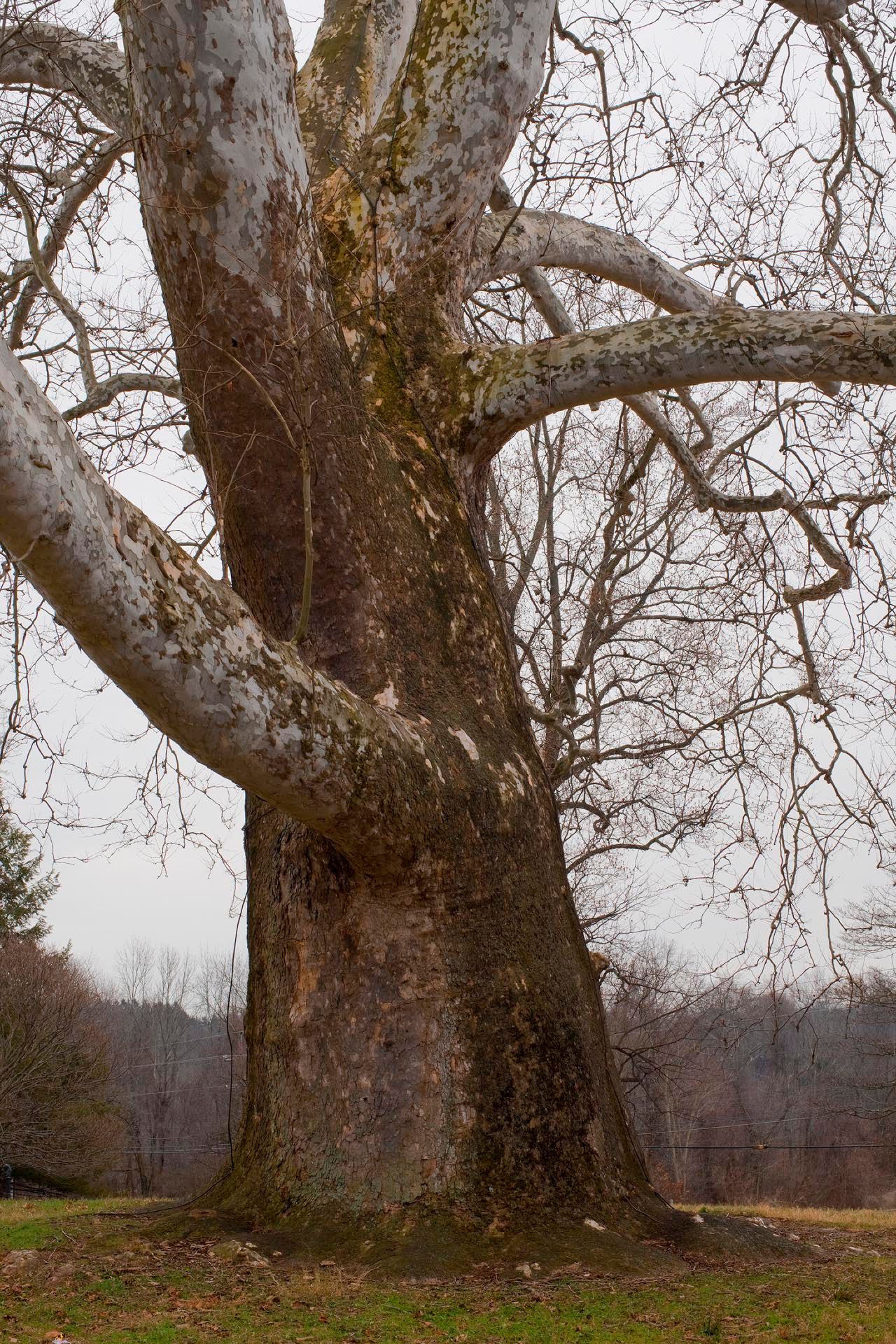 A photograph by James Welling, titled Sycamore, dated 2010. 