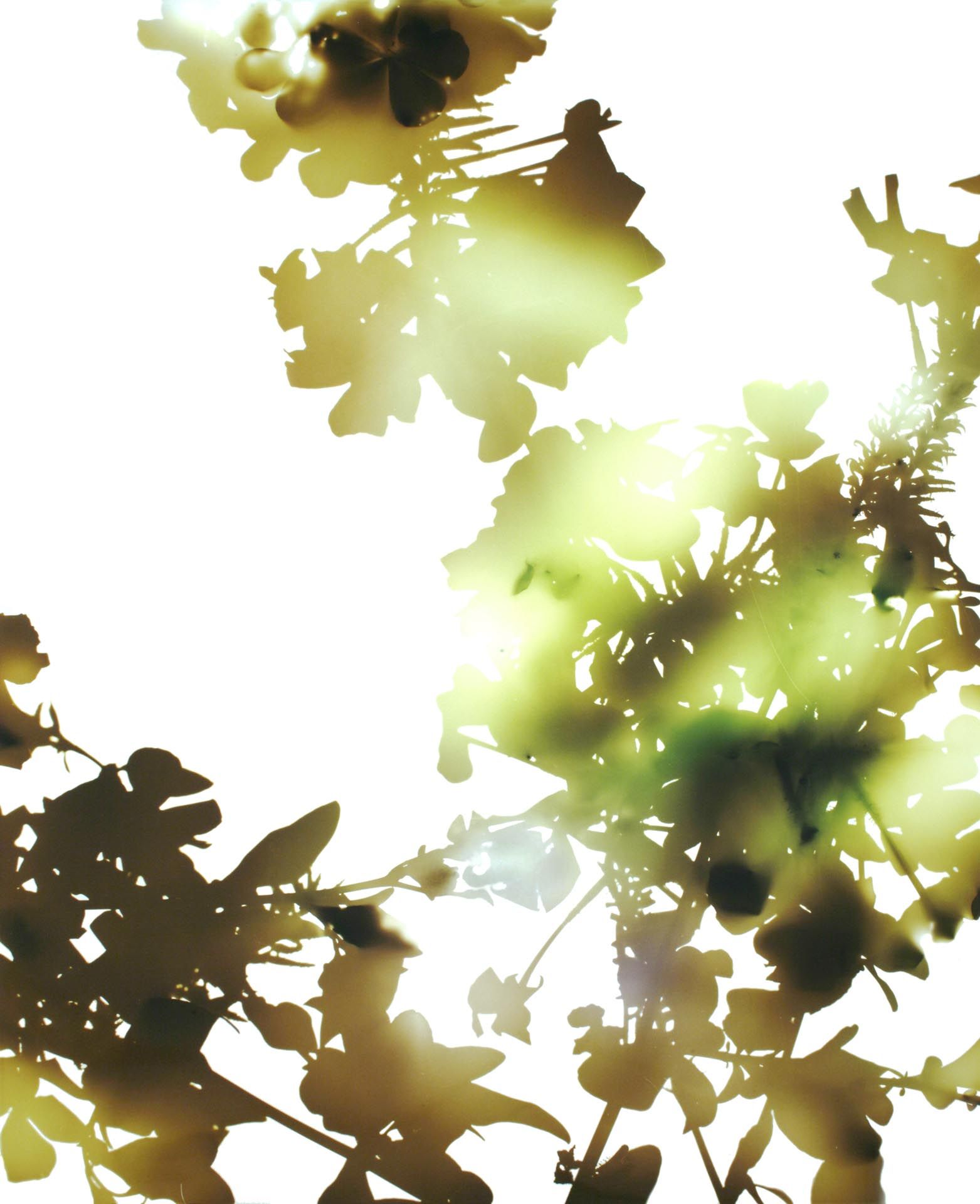 A photograph by James Welling, titled 013, dated 2006. 