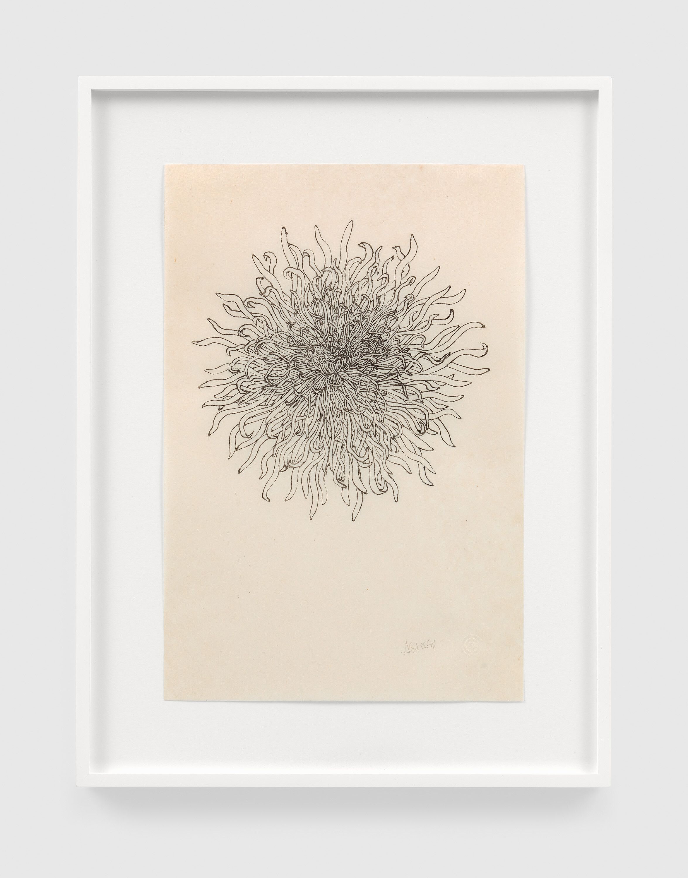 A print by Ruth Asawa, called Untitled (P.022-I, Chrysanthemum), dated 1974.