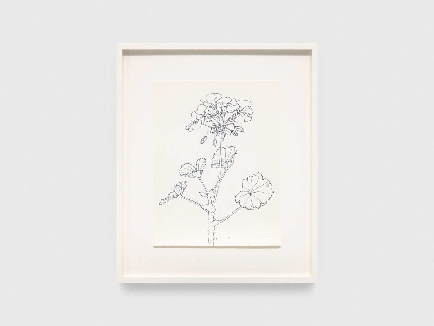 An ink drawing on paper by Ruth Asawa, titled Untitled (PF.1039, Geranium Stem), dated 1991.