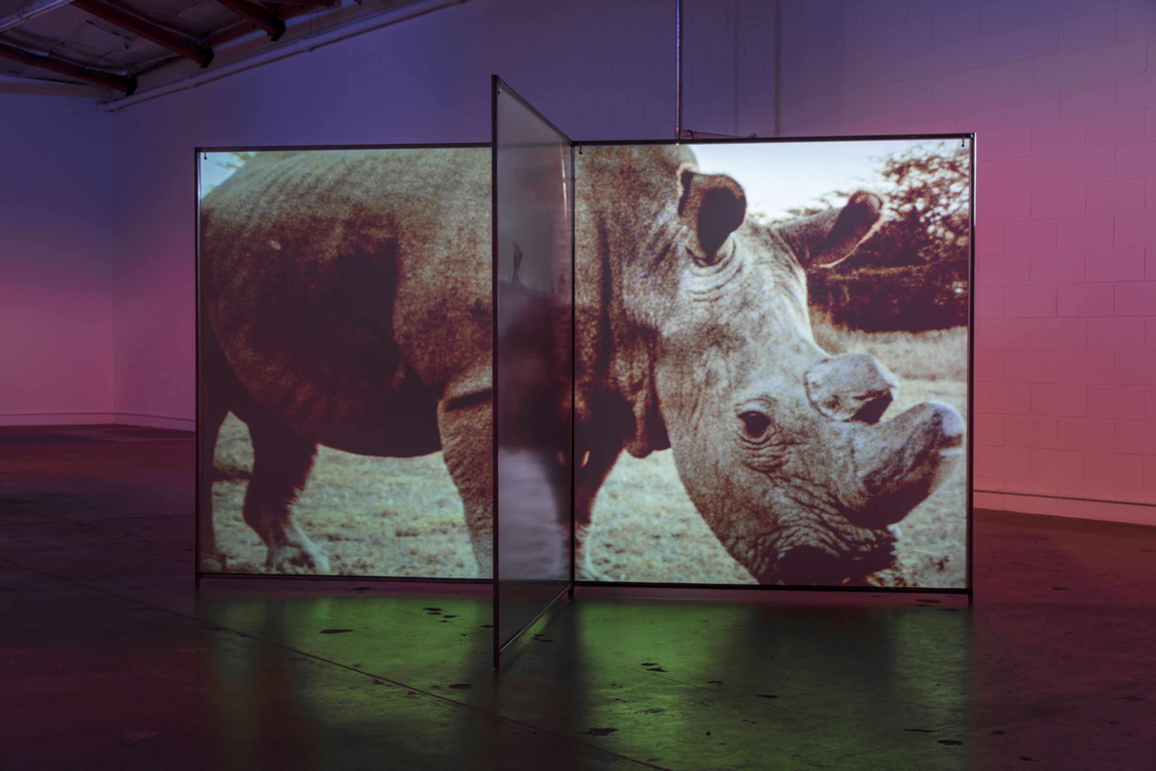 Installation view of A Runaway World at The Mistake Room in Los Angeles, dated 2017.