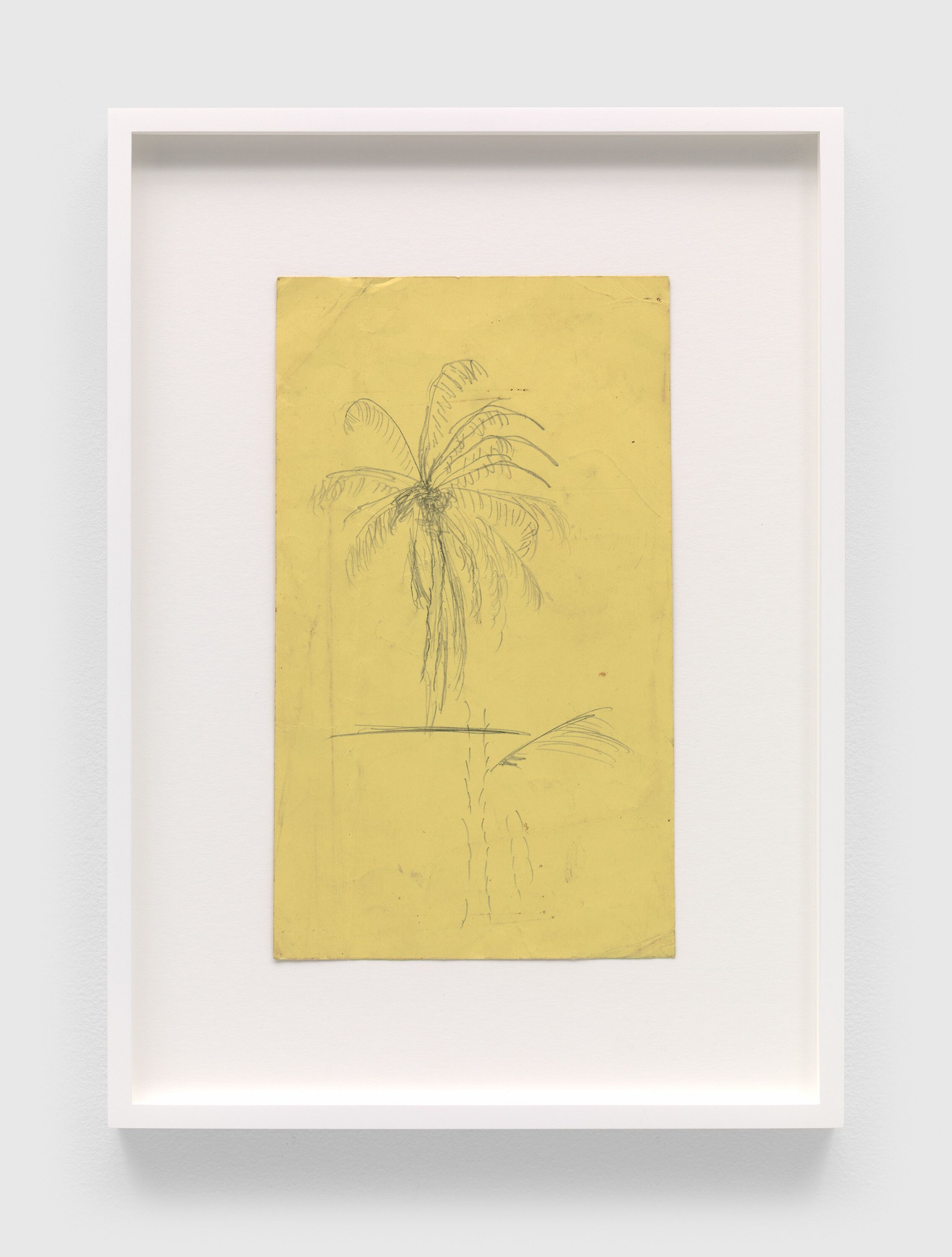 A pencil on cardstock artwork by Frank Walter, called Untitled (Palm Tree), n.d.
