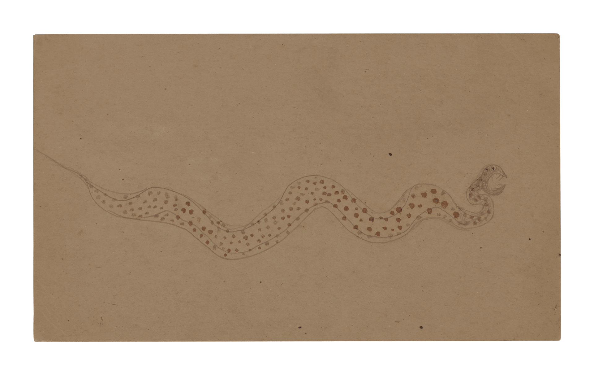 A mixed media work on cardboard by Bill Traylor, titled Brown Spotted Snake, 1939 to 1942.