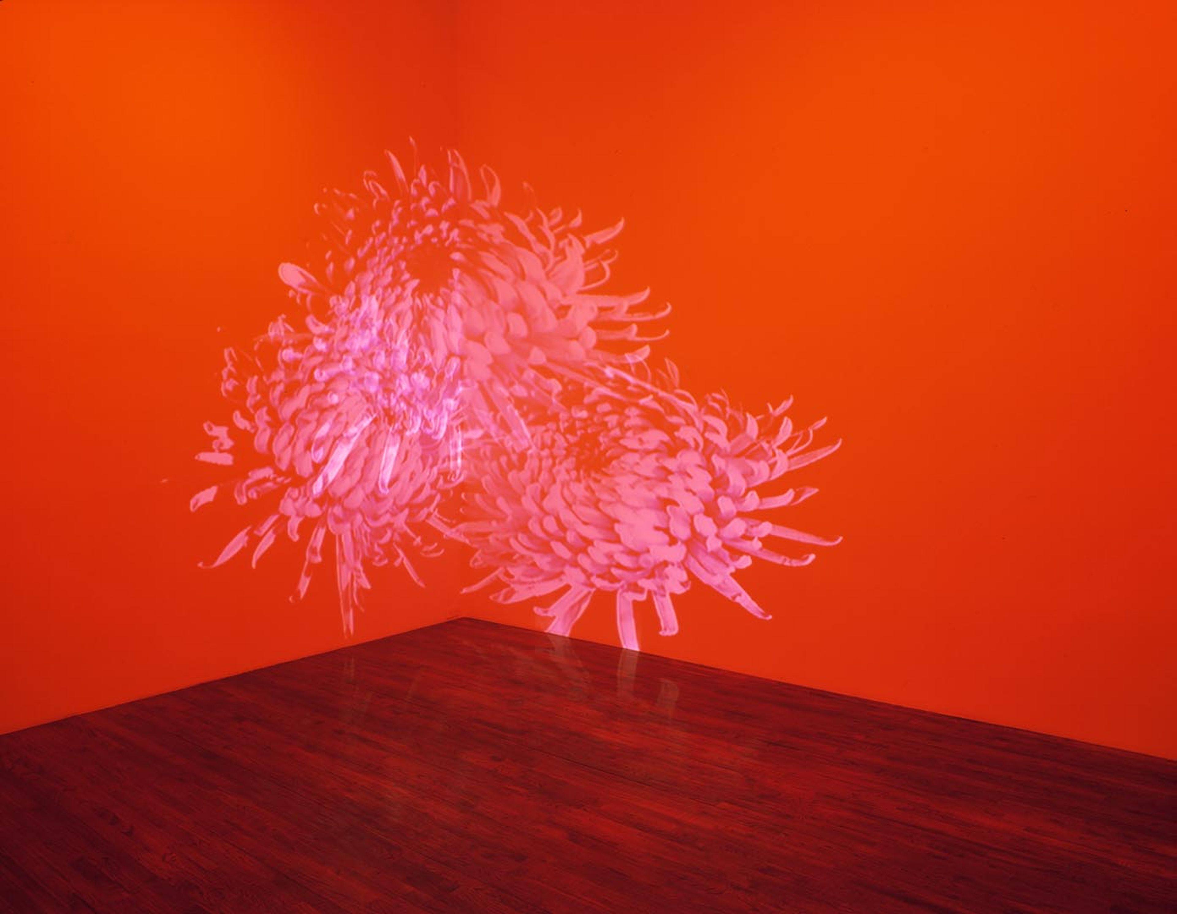 A video by Diana Thater, titled Orange Room (Wallflowers), dated 2001.