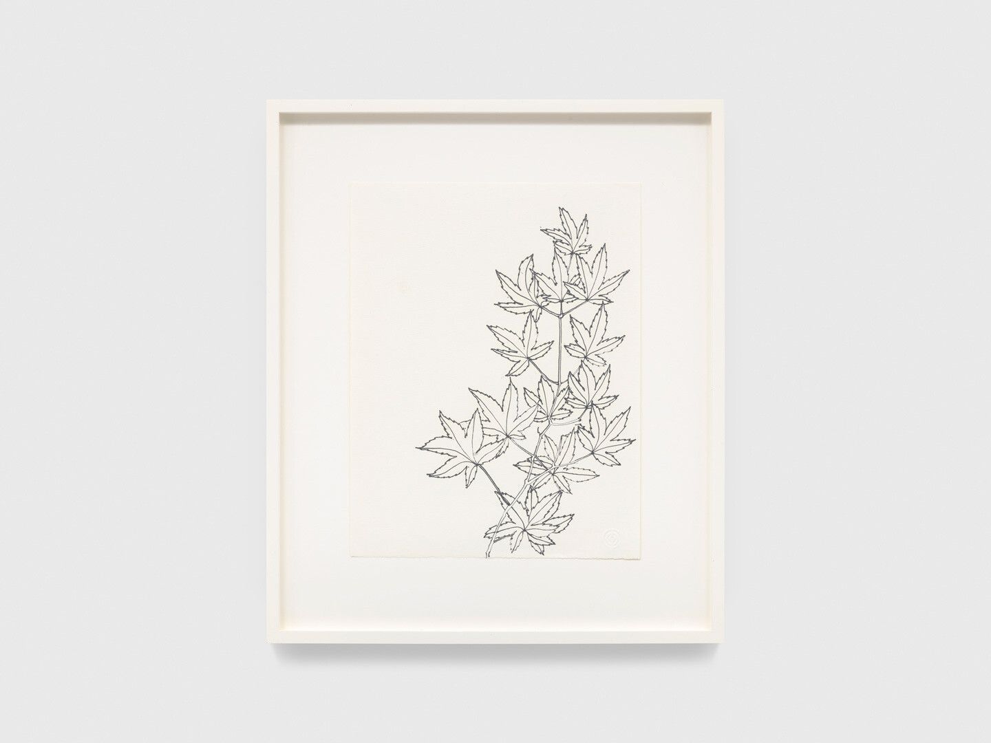 An ink drawing on paper by Ruth Asawa, titled Untitled (PF.1043, Japanese Maple Stem), dated 1991.