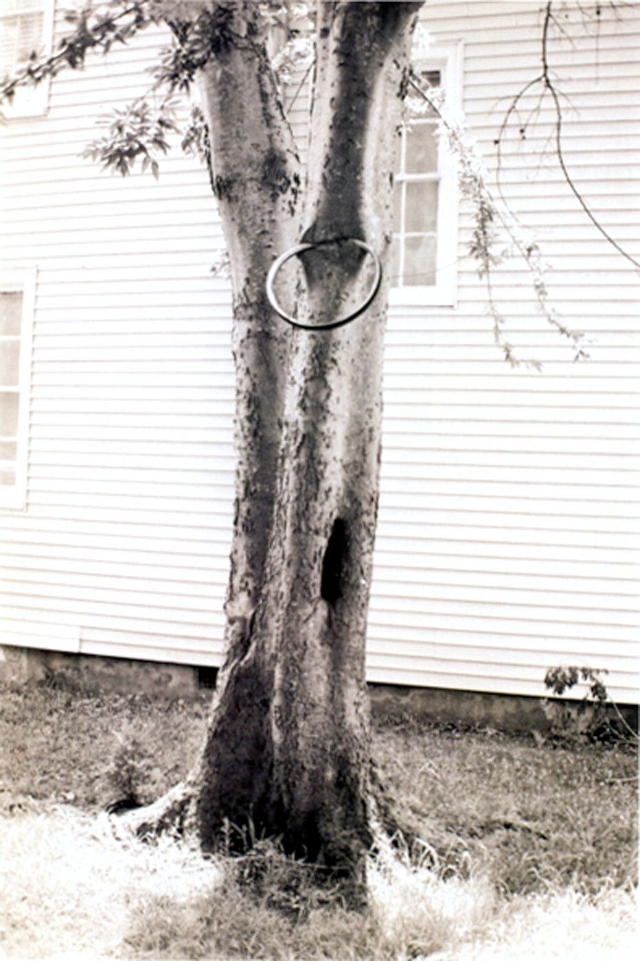 A photograph by David Hammons, titled Money Tree, dated 1992.