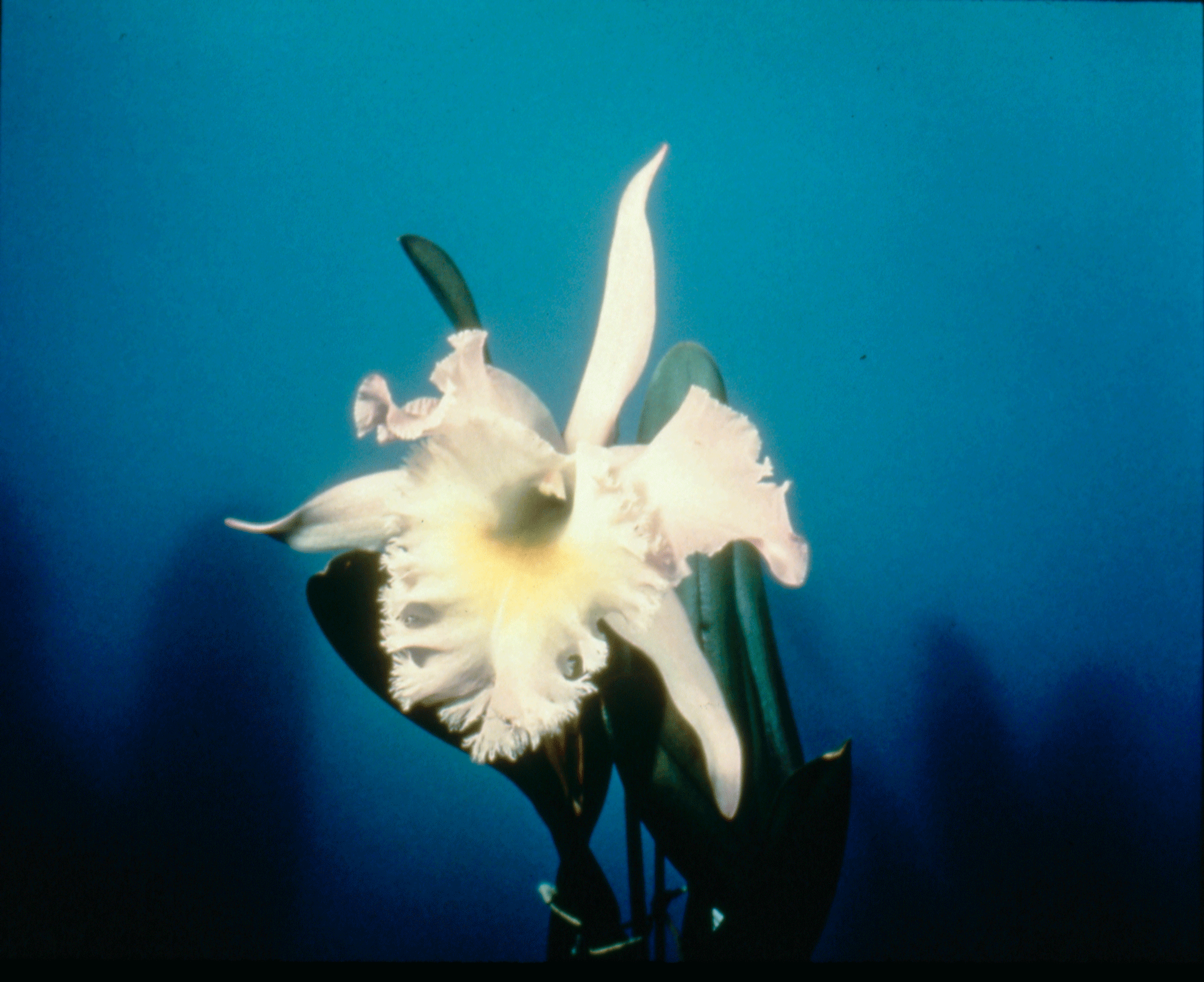 A photograph by Sherrie Levine titled, Gottscho-Schleisner Orchids: 1-10, dated 1964 to 1997.