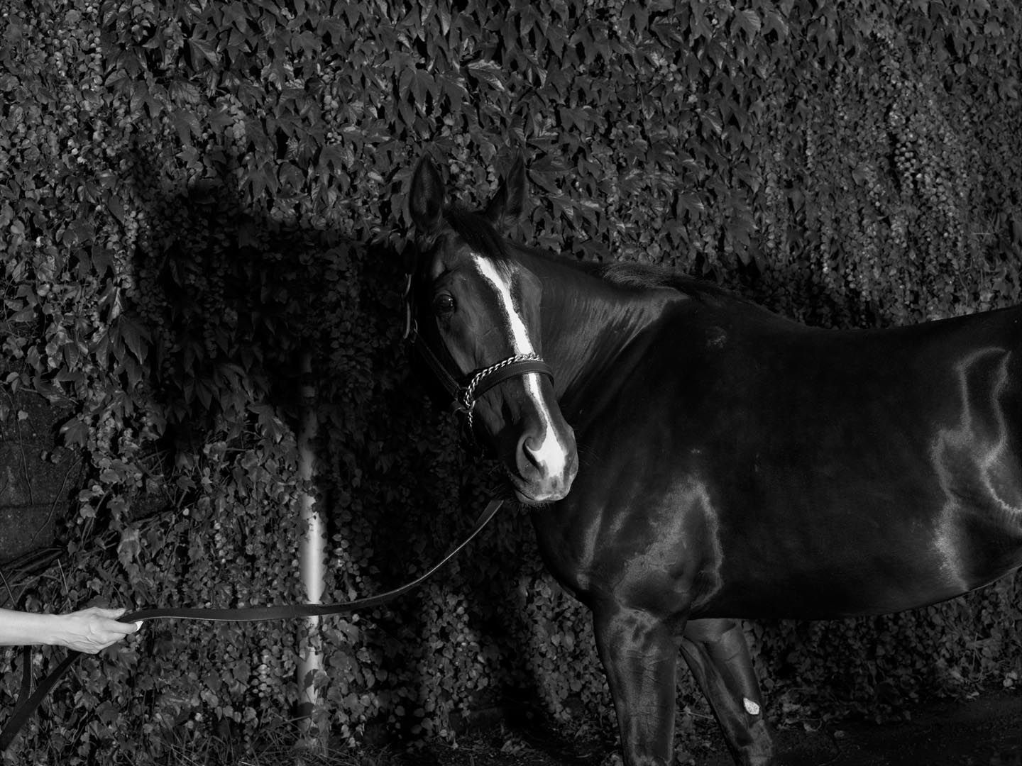 A photograph by Stan Douglas, titled Horse, 1946, dated 2010. 