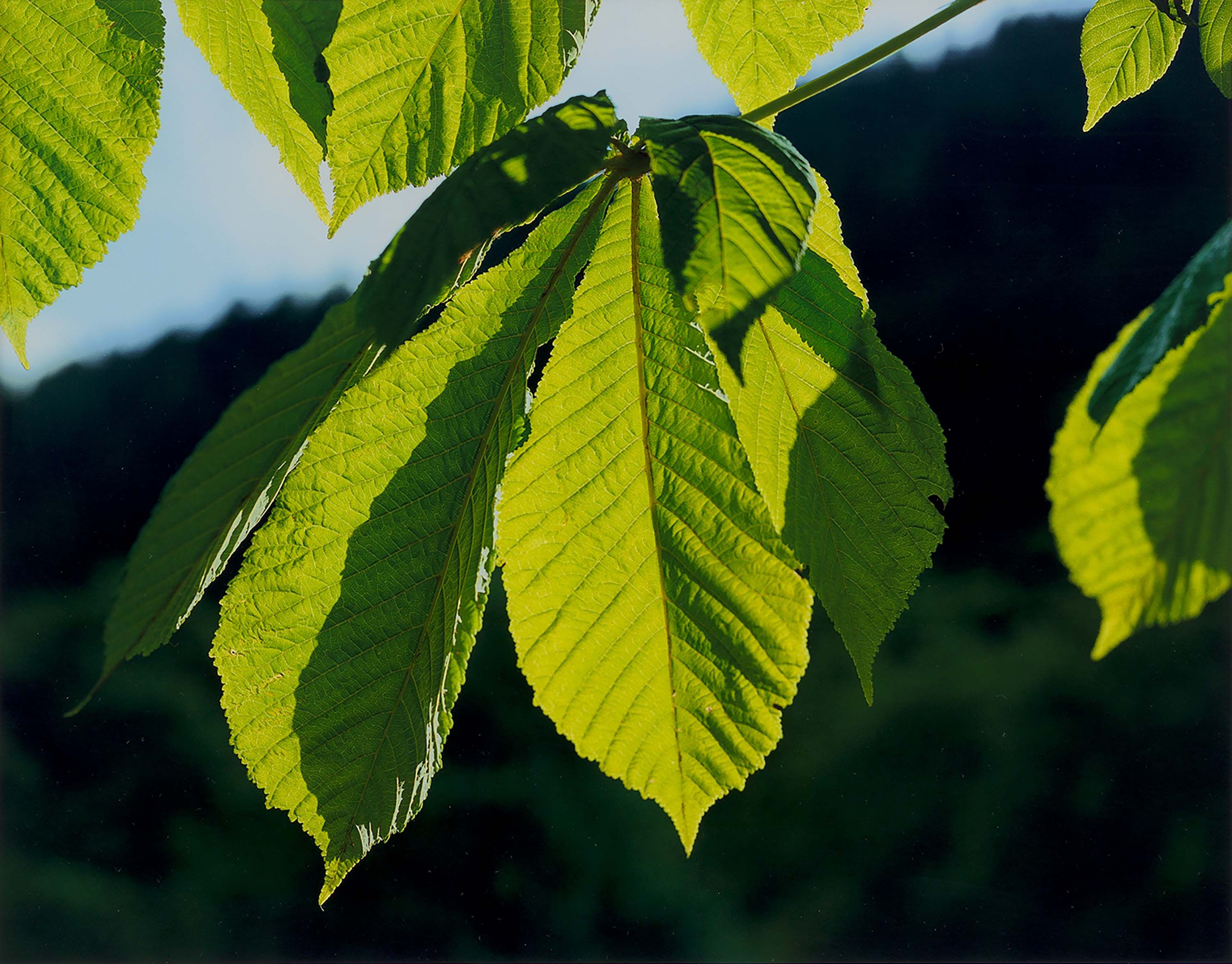 A detail from a photograph by Christopher Williams, titled Garten in Voigtmichelshof, Alpirsbach June 7, 2010, dated 2010.