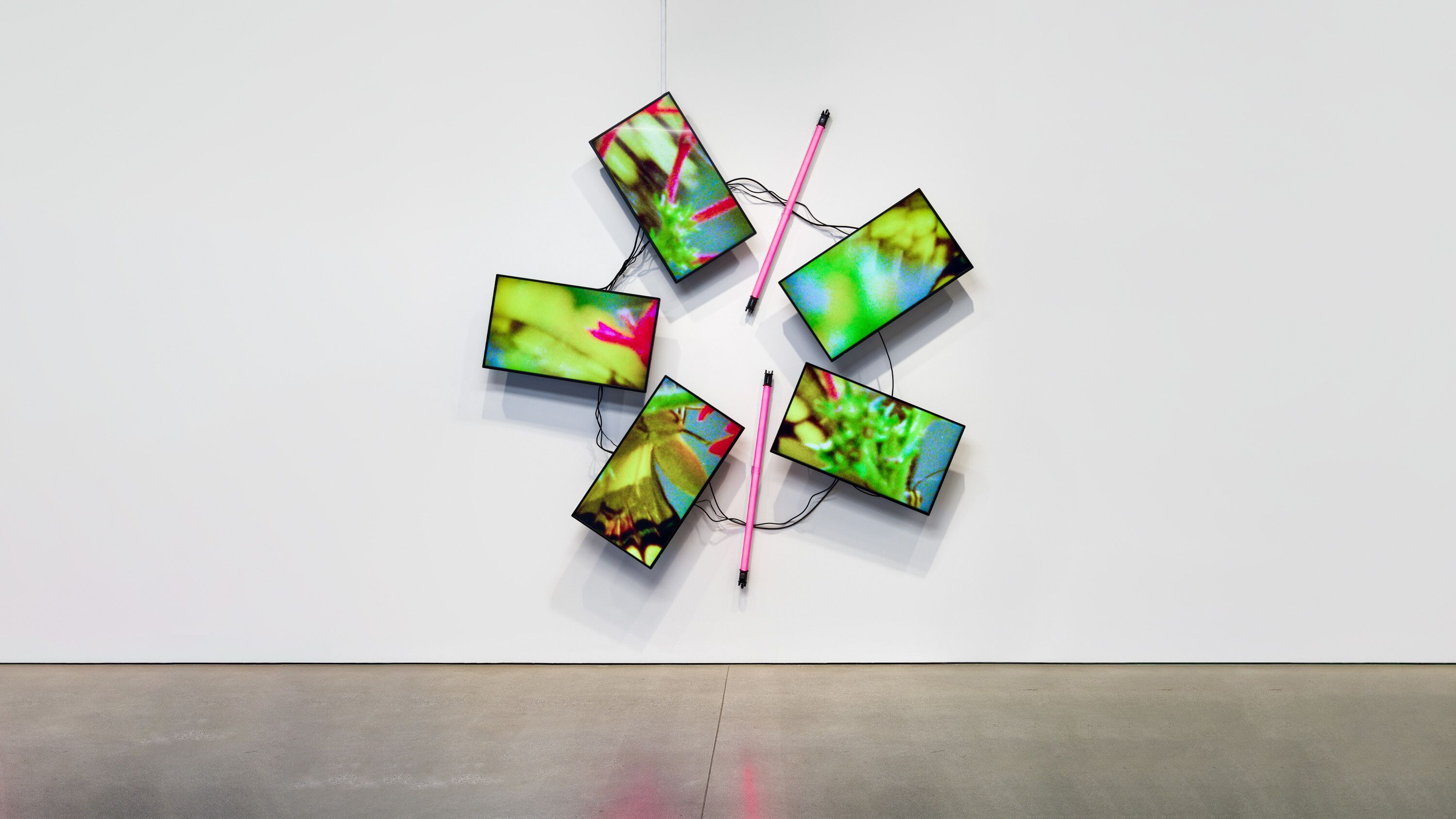 An installation by Diana Thater, titled Natural History One, dated 2019.