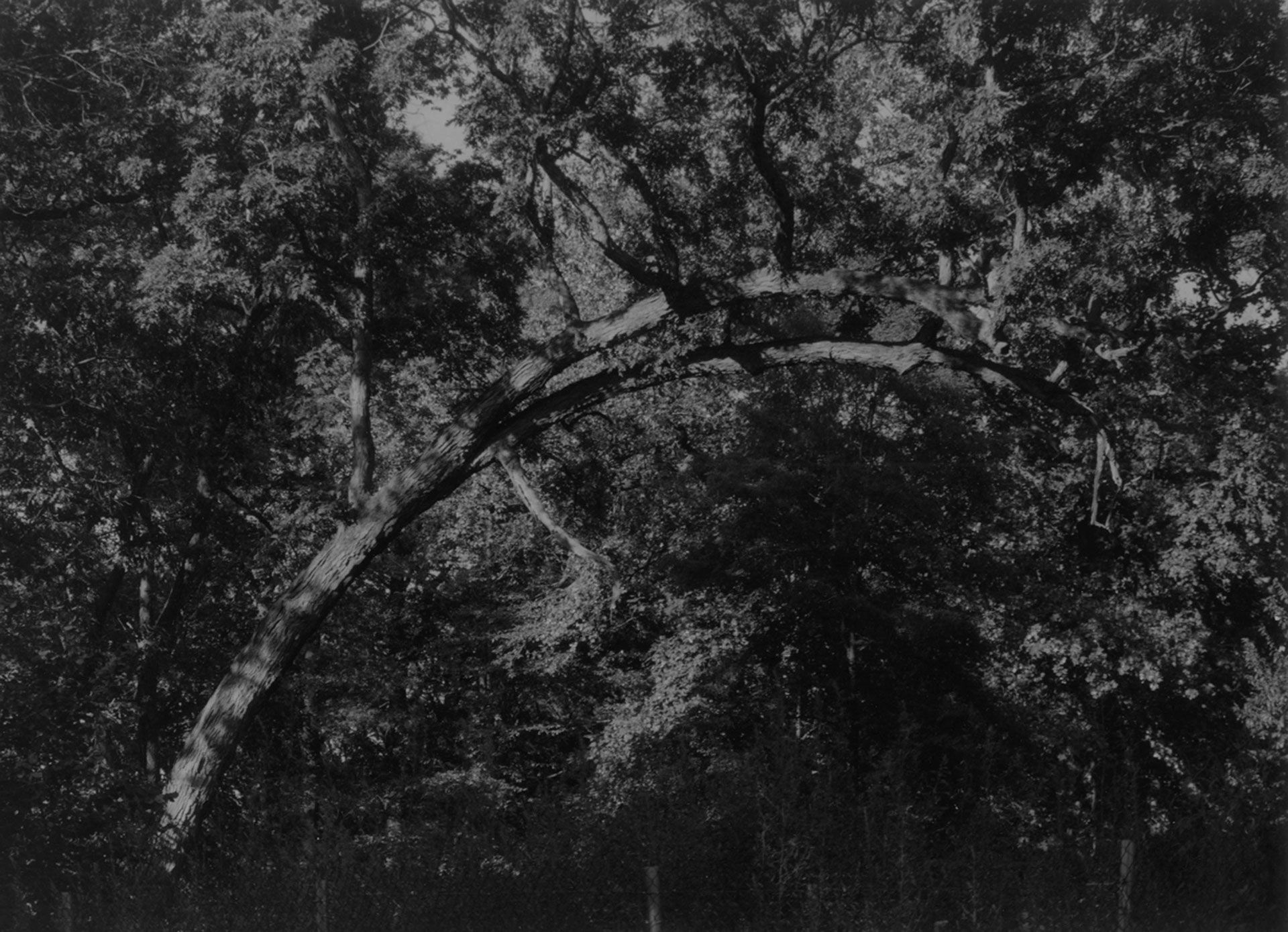 A silver gelatin print by Roy DeCarava, titled Curved branch, dated 1994.