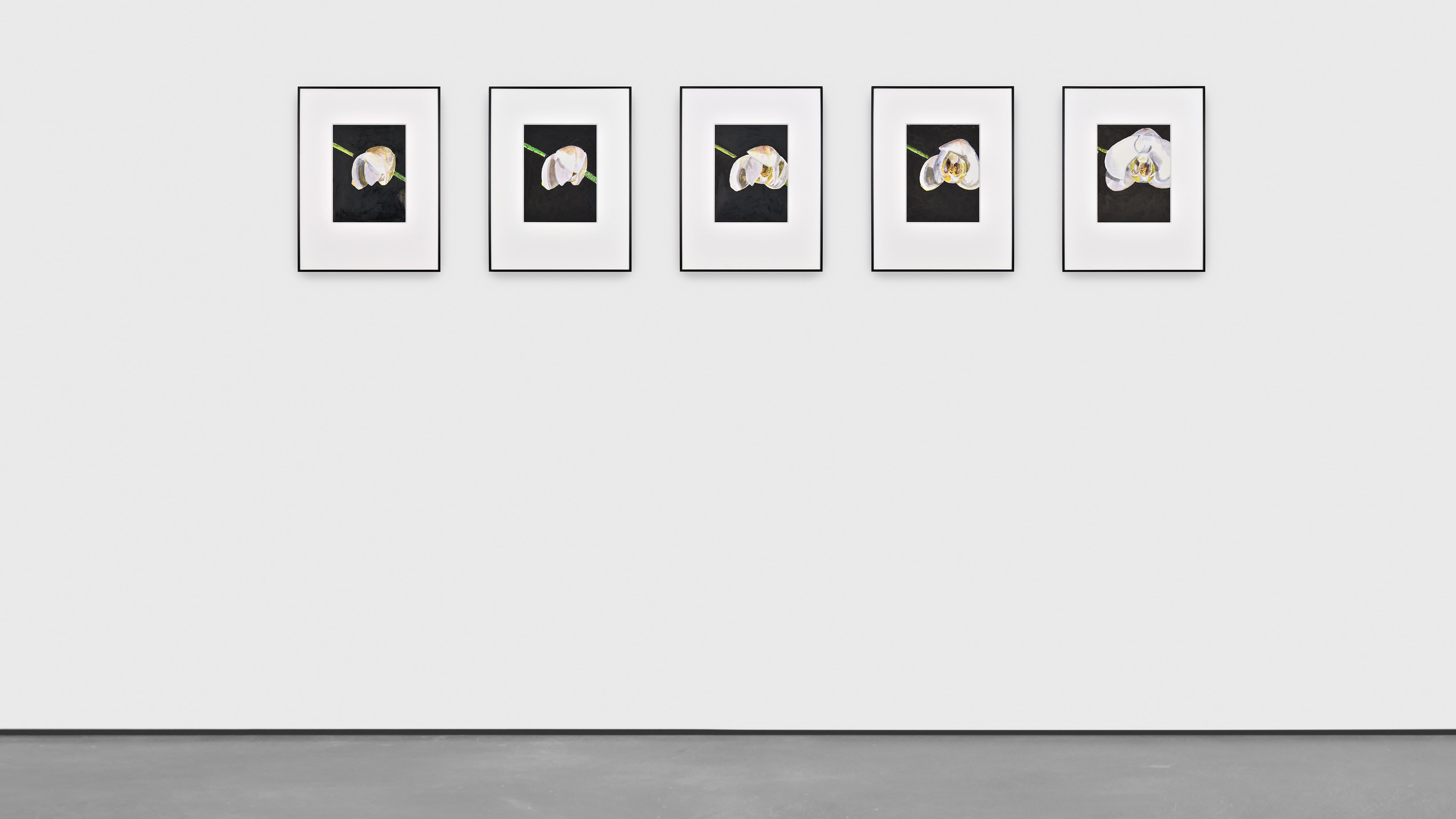 An acrylic ink drawing on polyester tracing paper in five (5) partsby Luc Tuymans, titled Orchid (Seconds IV), dated 2020.