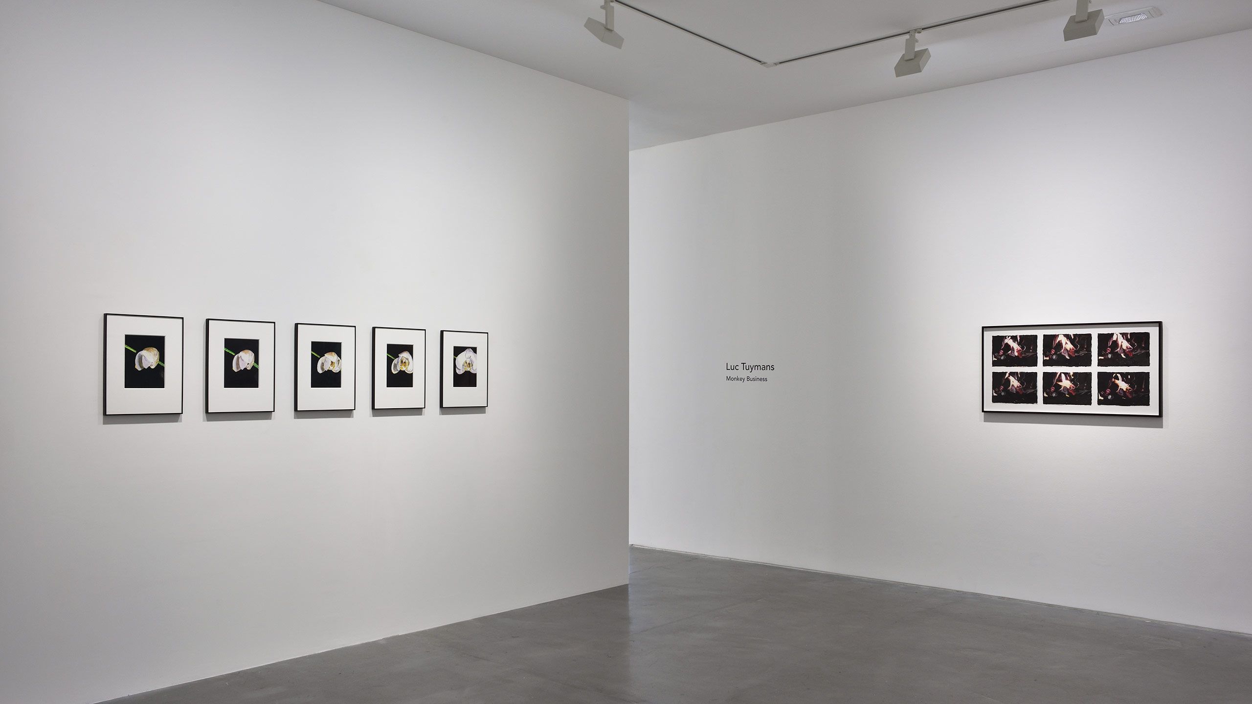 An installation view featuring works by Luc Tuymans, dated 2021