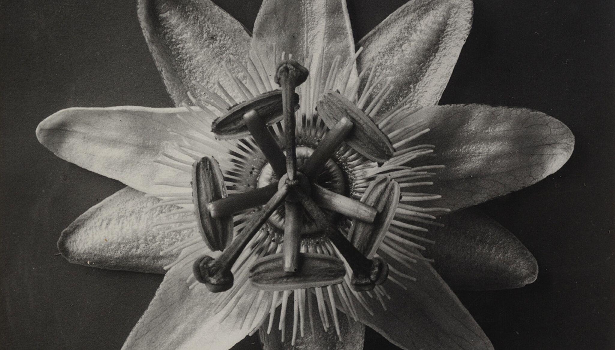 Karl Blossfeldt, Passiflora (Passionflower), 1898–1932 (detail). Collection of The Museum of Modern Art, New York. © 2015 Karl Blossfeldt/Artists Rights Society (ARS), New York