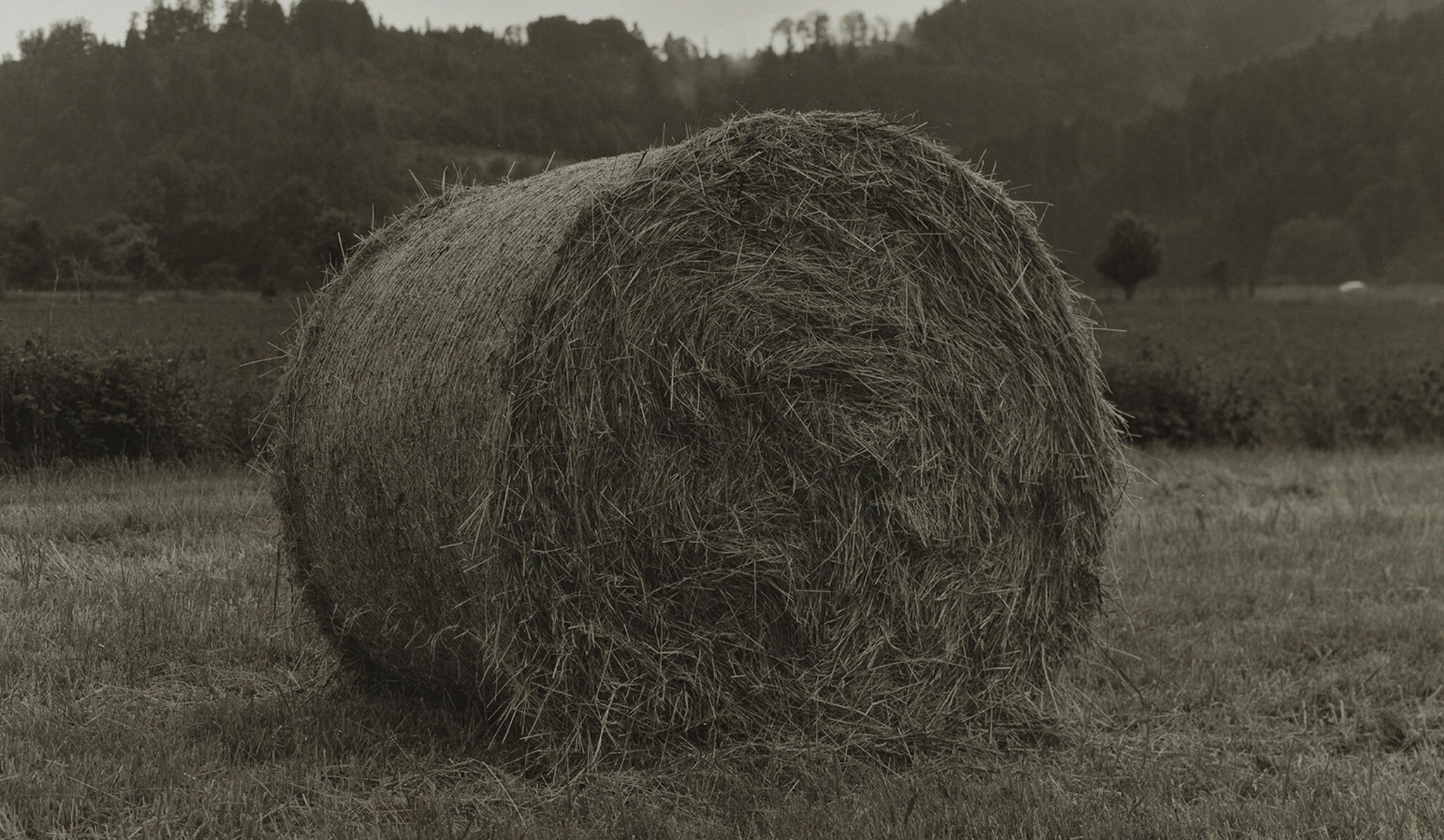 A detail from a photograph by Christopher Williams titled Naturpark Schwarzwald Mitte/Nord neben Bergach June 8, 2010, dated 2010
