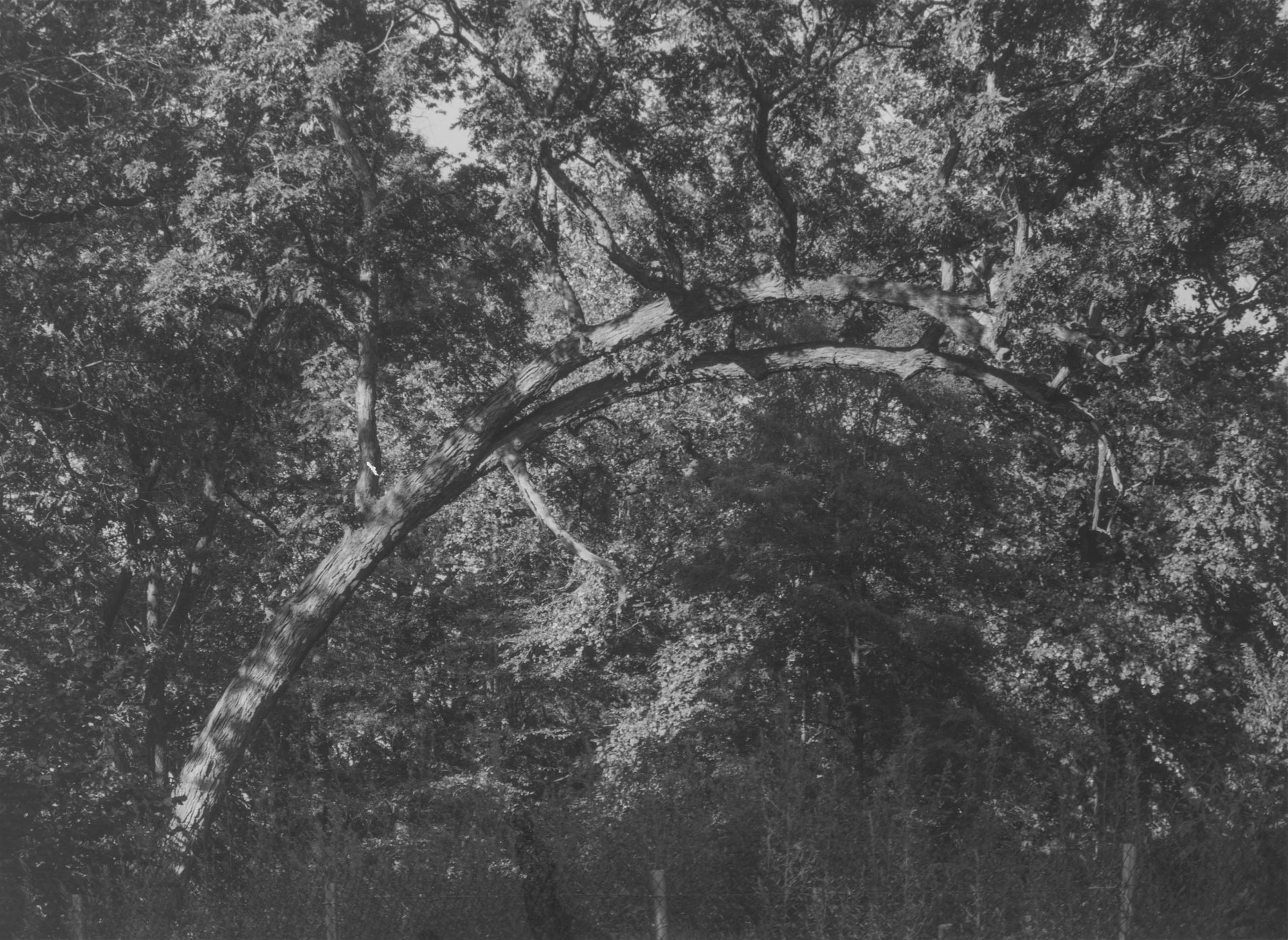 A photograph by Roy DeCarava, titled Curved Branch, dated 1994.