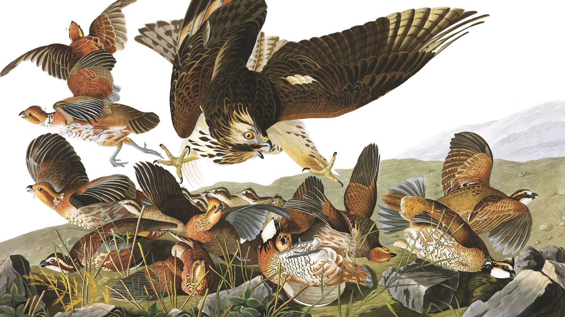 A plate from The Birds of America by John James Audubon, dated 1827–1838
