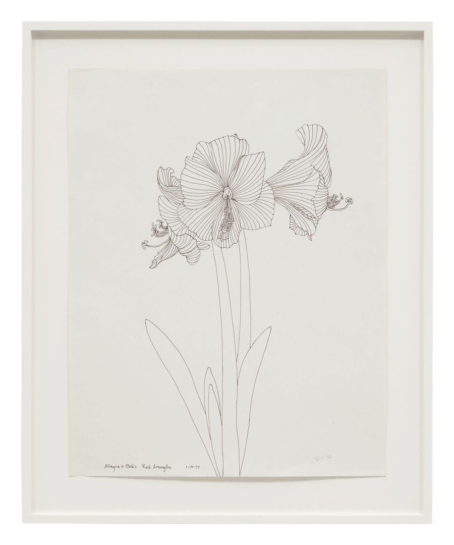 An ink drawing on paper by Ruth Asawa, titled Allegra and Bob's Red Amaryllis (PF.669), dated 1997.